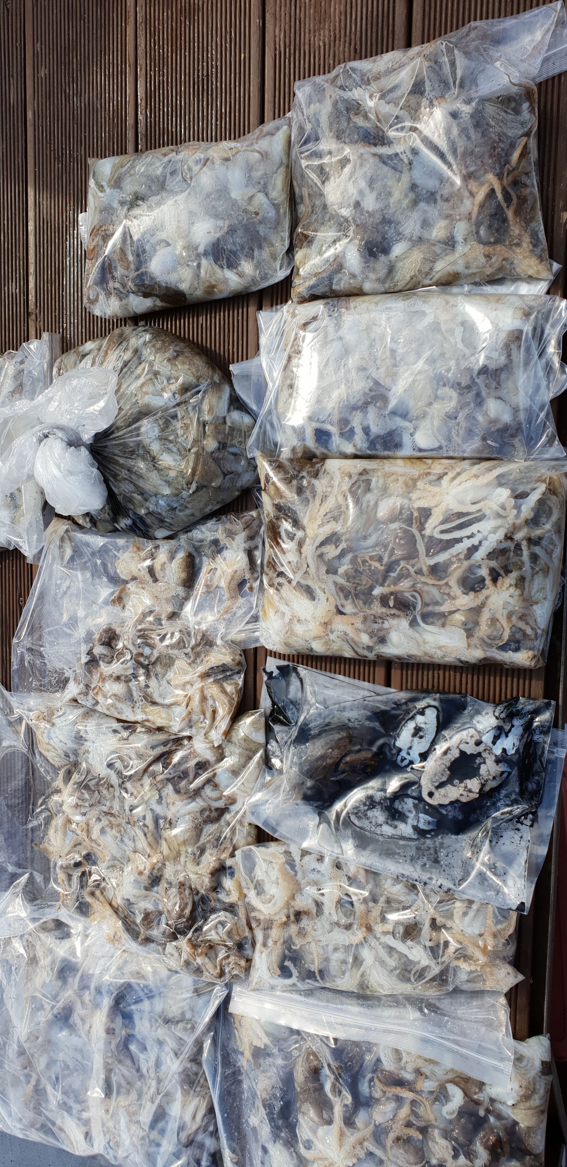 9월 67일 천북 회변항 조나단호 쭈꾸미 조황