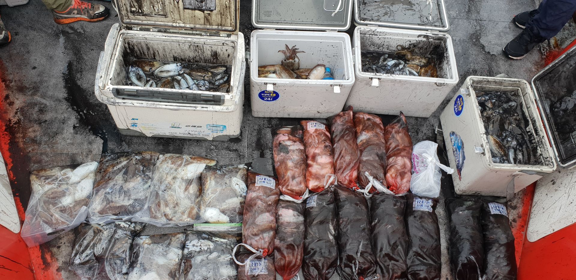 9월 28일 천북 회변항 조나단호 갑오징어 조황