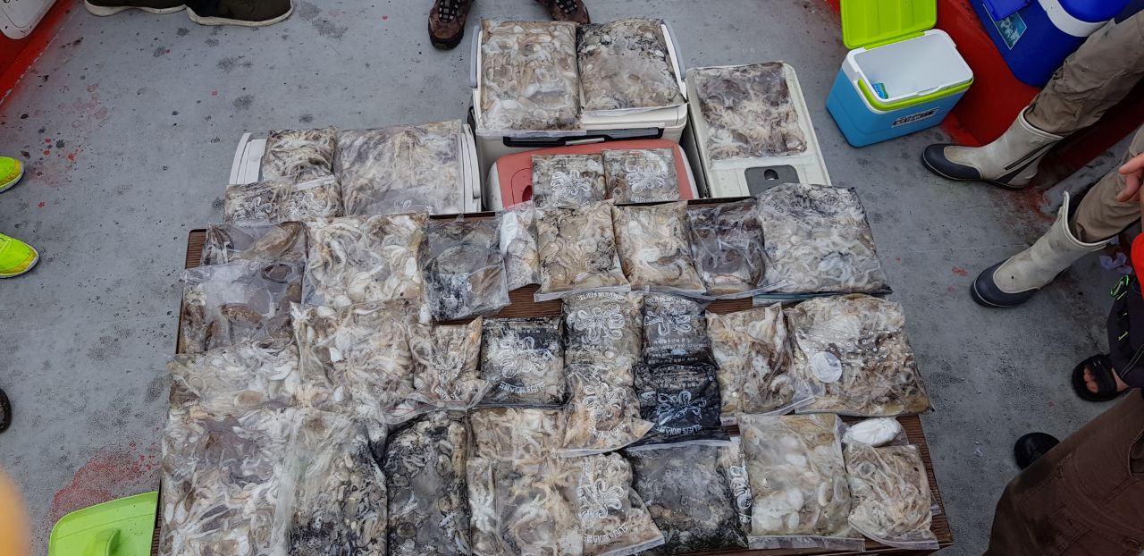 9월 15일 천북 회변항 조나단호 쭈꾸미 조황