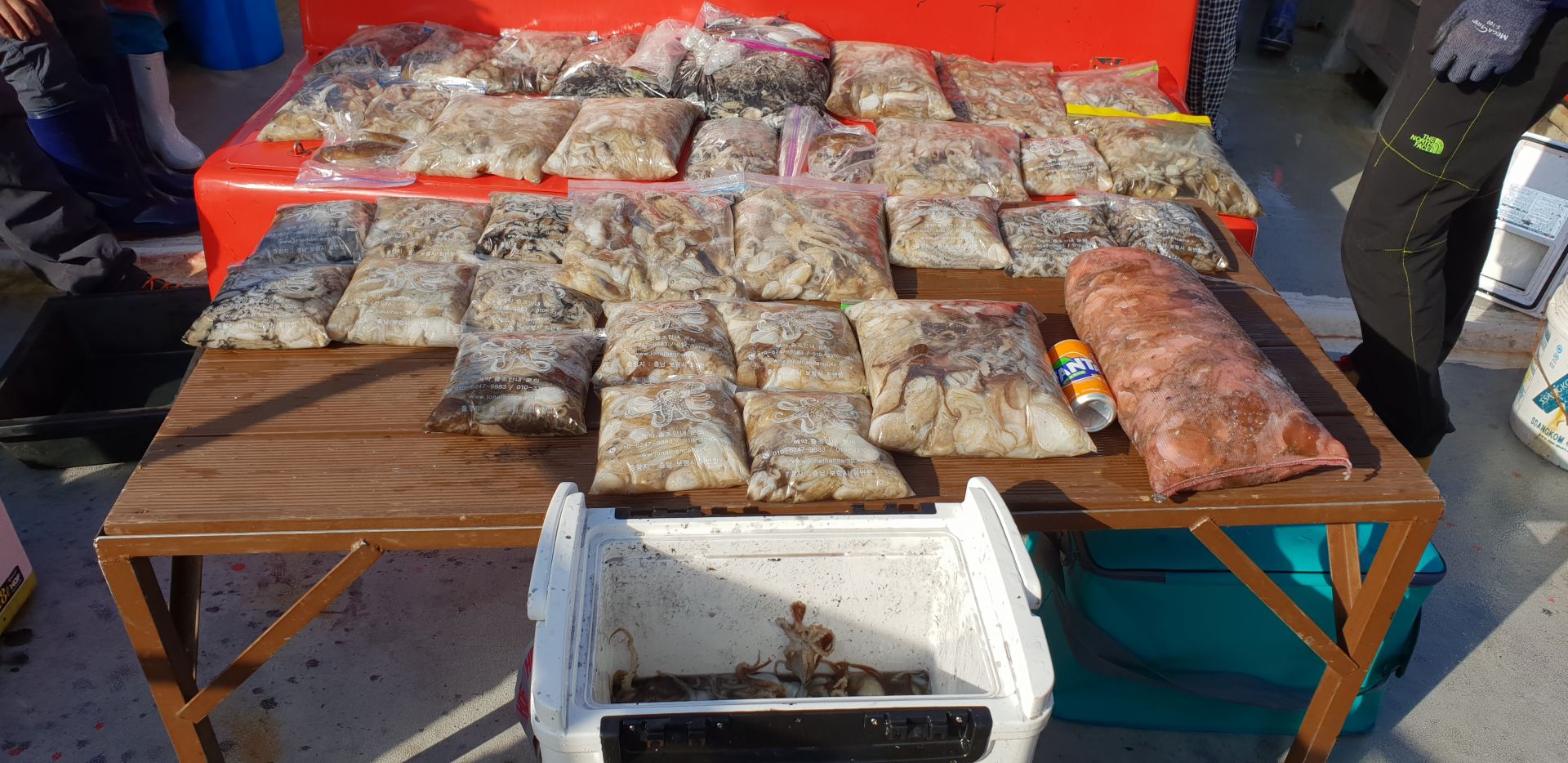 9월 18일 천북 회변항 조나단호 쭈꾸미 조황