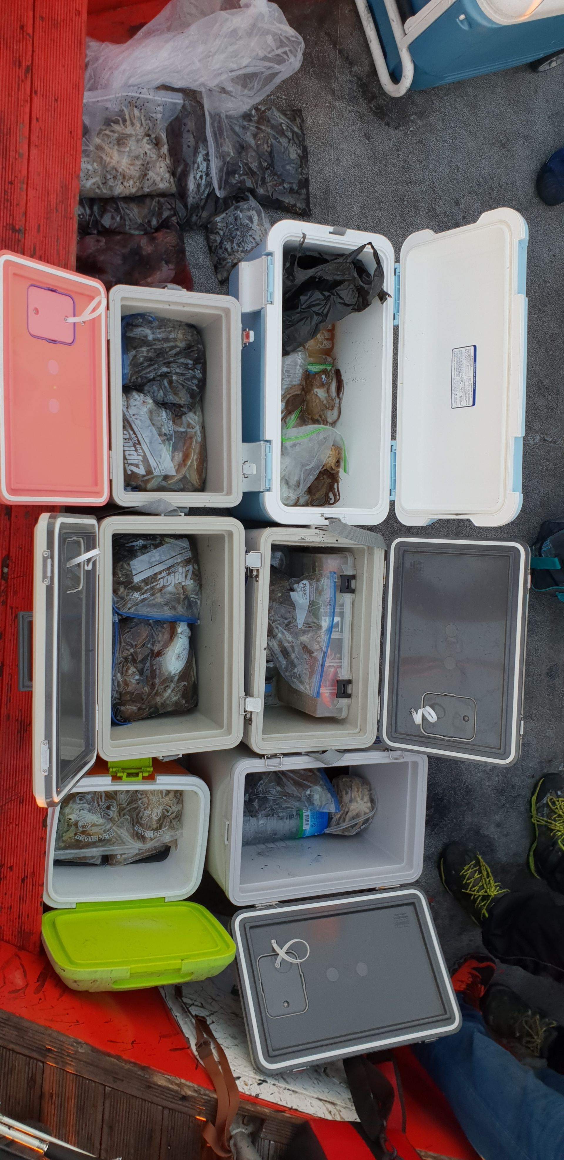 10월 8~9일 천북 회변항 조나단호 갑오징어 조황