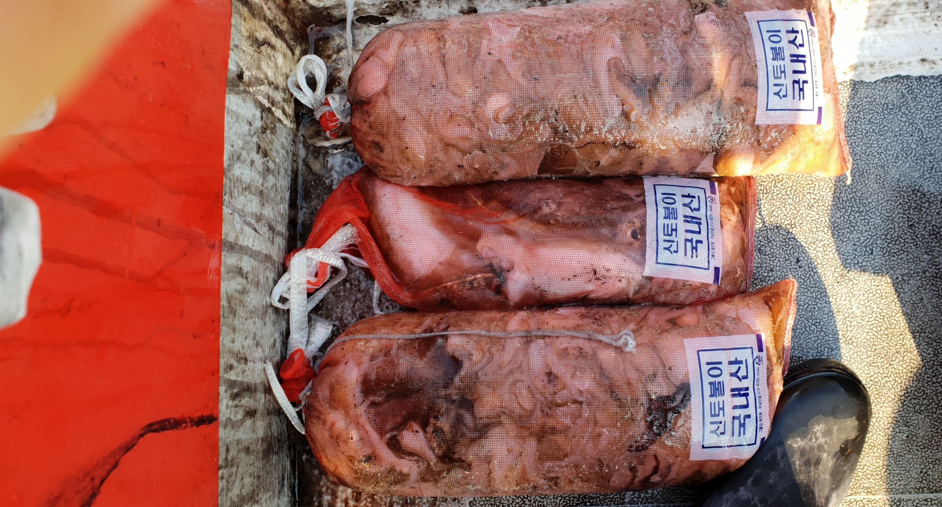 10월 18일 천북 회변항 조나단호 쭈꾸미 조황