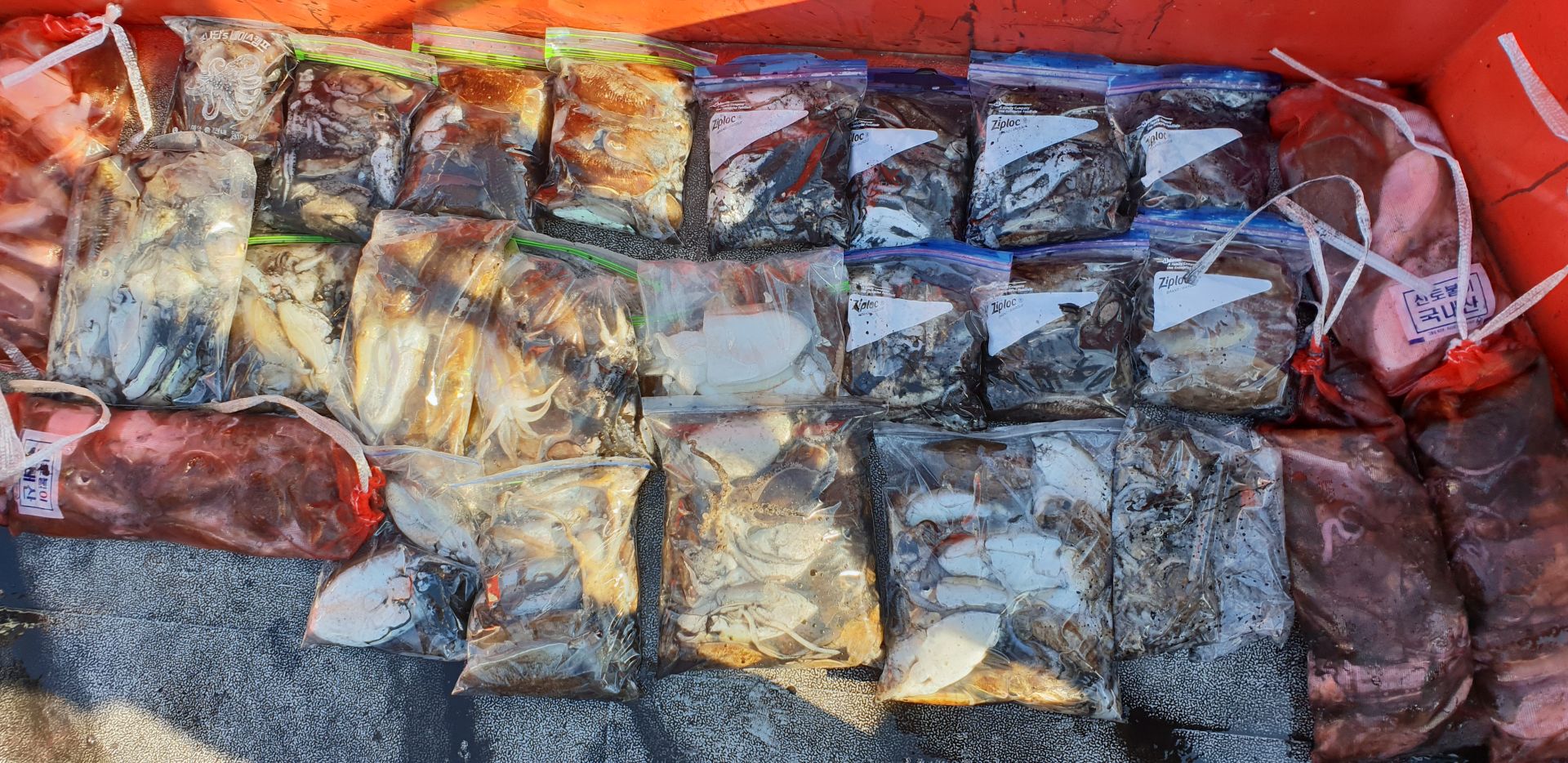 10월 12일 천북 회변항 조나단호 갑오징어 조황