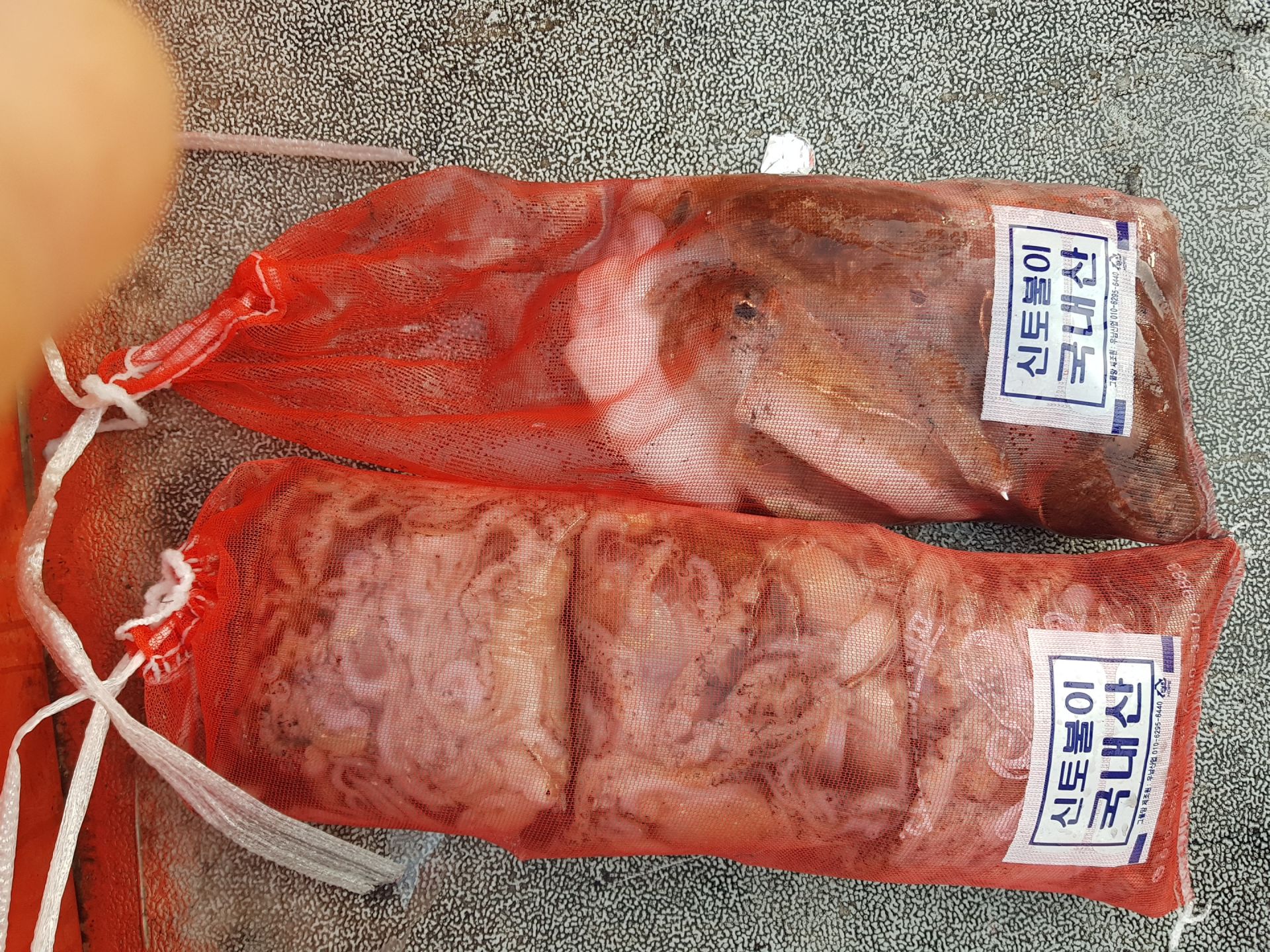 11월 1~2일 천북 회변항 조나단호 갑오징어,쭈꾸미 조황