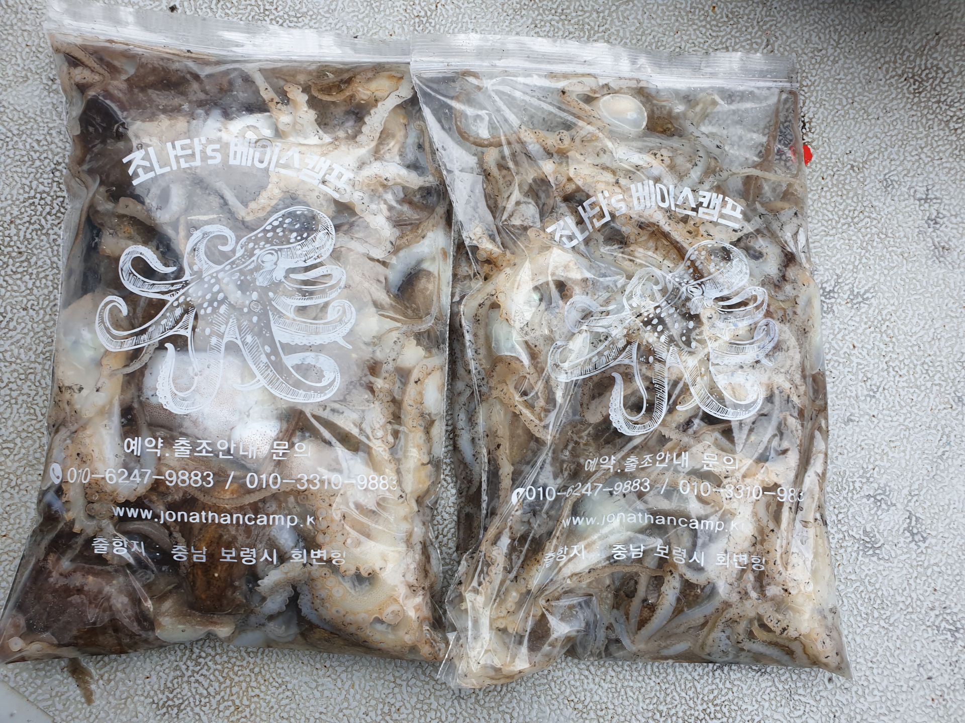 9월 9일 천북 회변항 조나단호 갑오징어,쭈꾸미 조황
