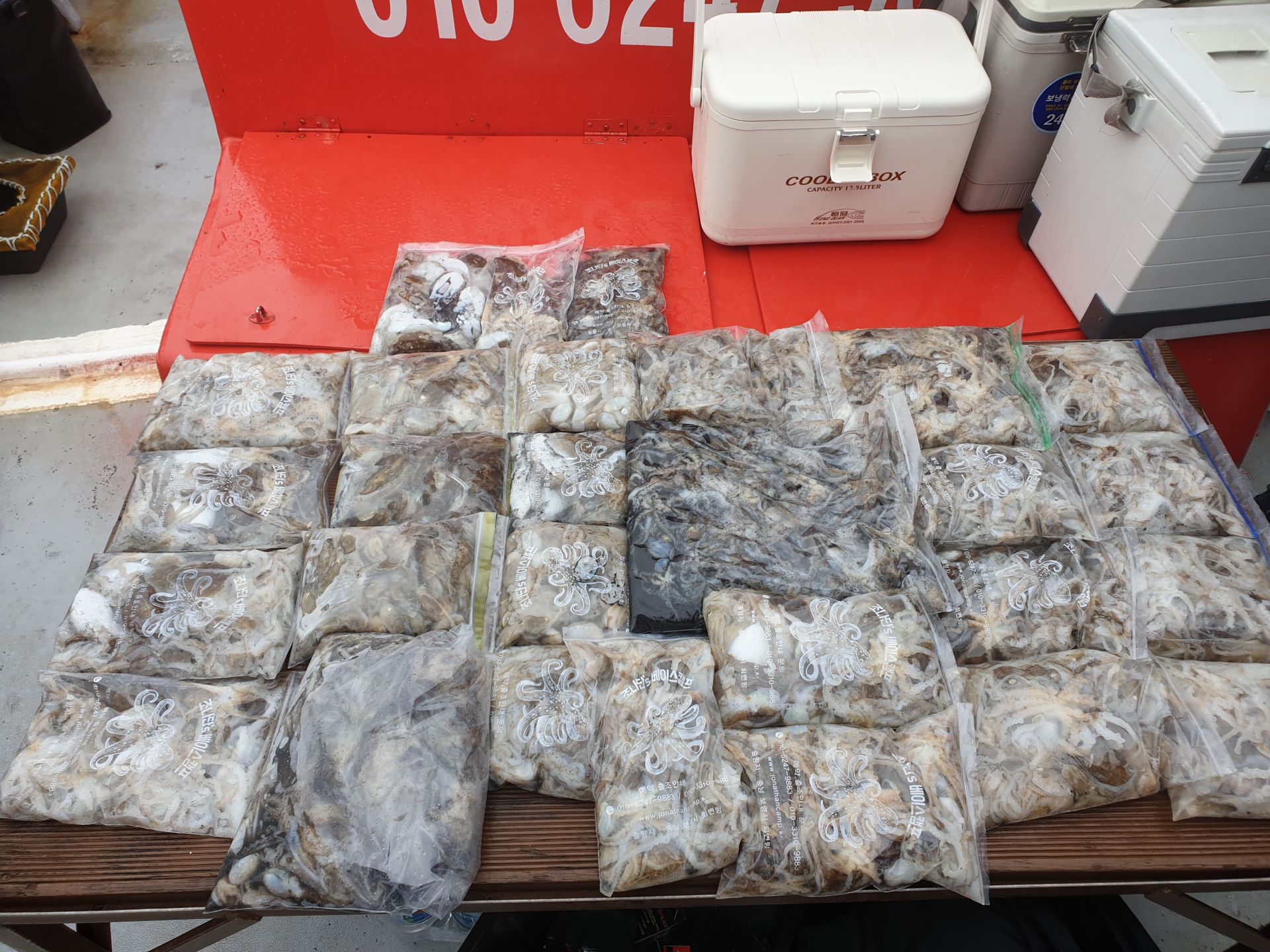 9월 8일 천북 회변항 조나단호 쭈꾸미,갑오징어 조황