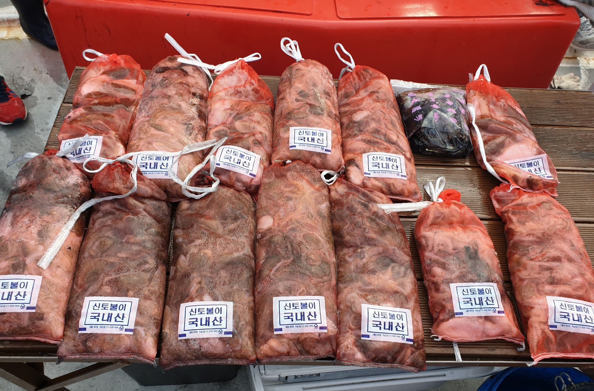 9월 19일 천북 회변항 조나단호 갑오징어,쭈꾸미 조황