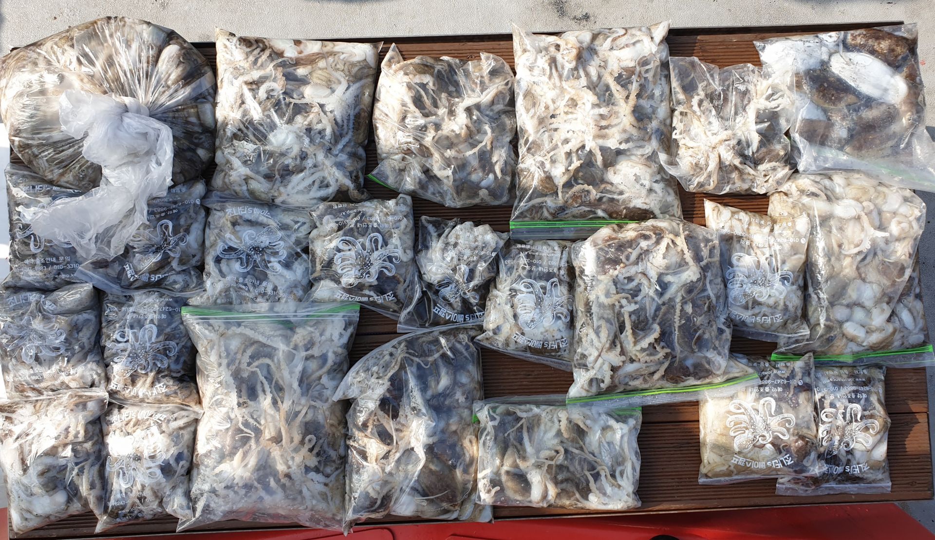 9월 11일 천북 회변항 조나단호 갑오징어 조황