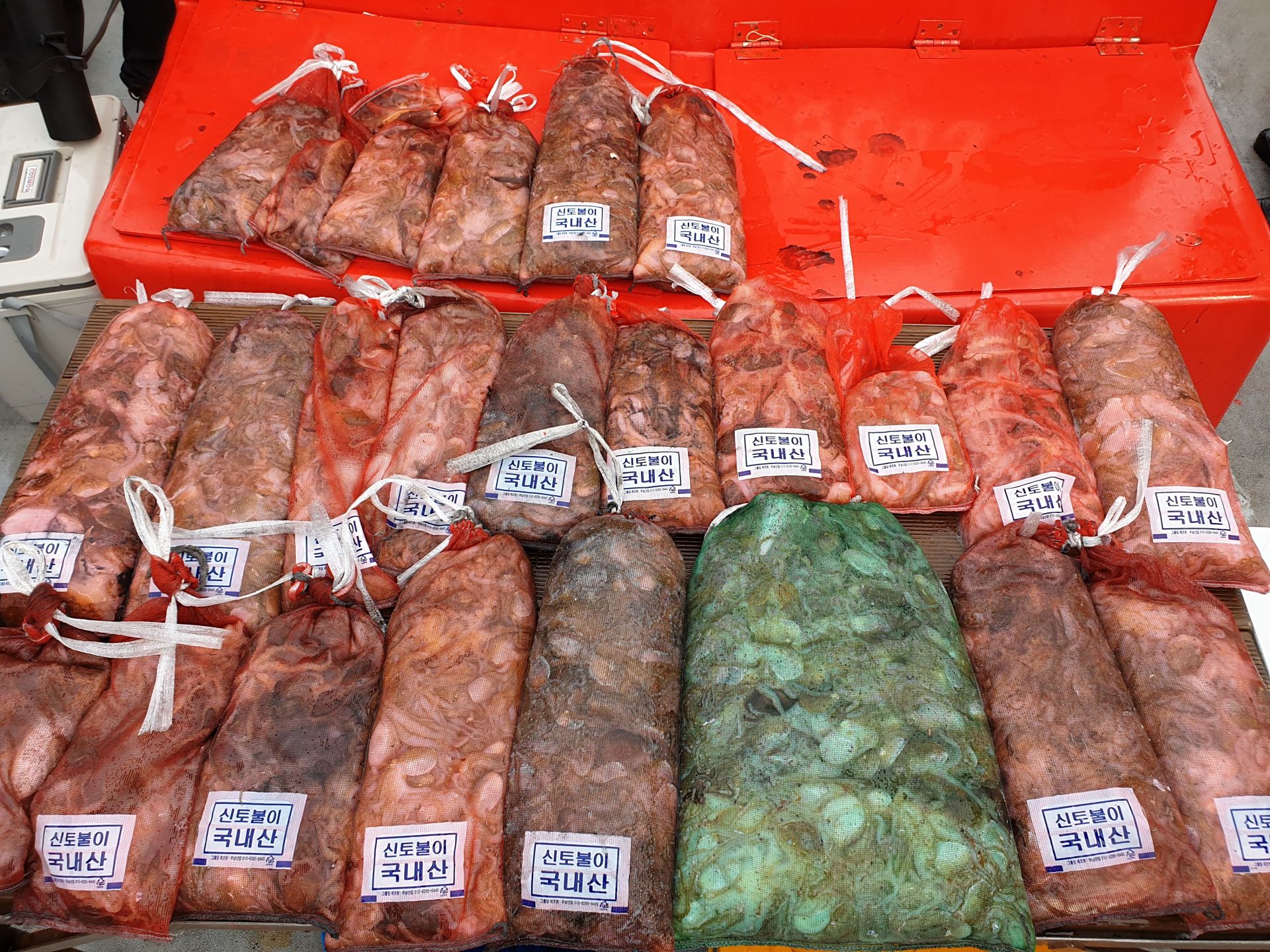 9월 25일 천북 회변항 조나단호 갑오징어,쭈꾸미 조황