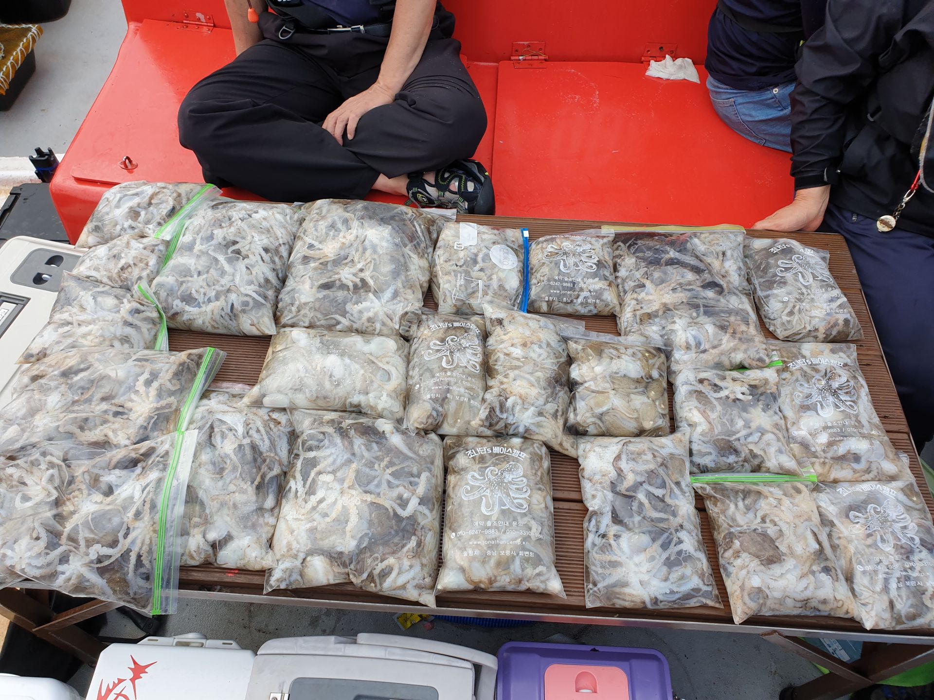 9월 10일 천북 회변항 조나단호 쭈꾸미 조황