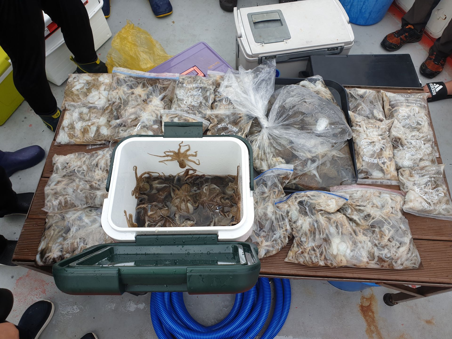 2019년 9월1일 첫 쭈꾸미 출조 조황