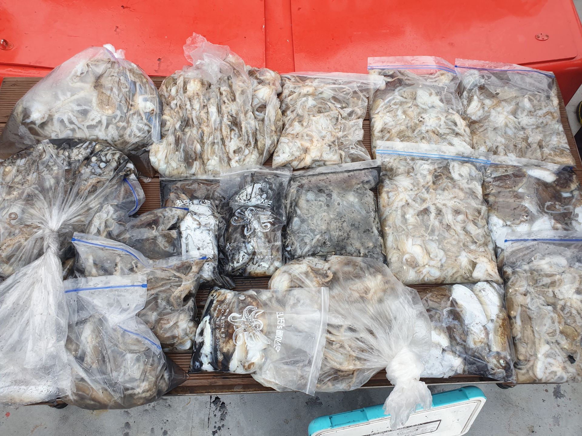 9월 6일 천북 회변항 조나단호 갑오징어,쭈꾸미 조황