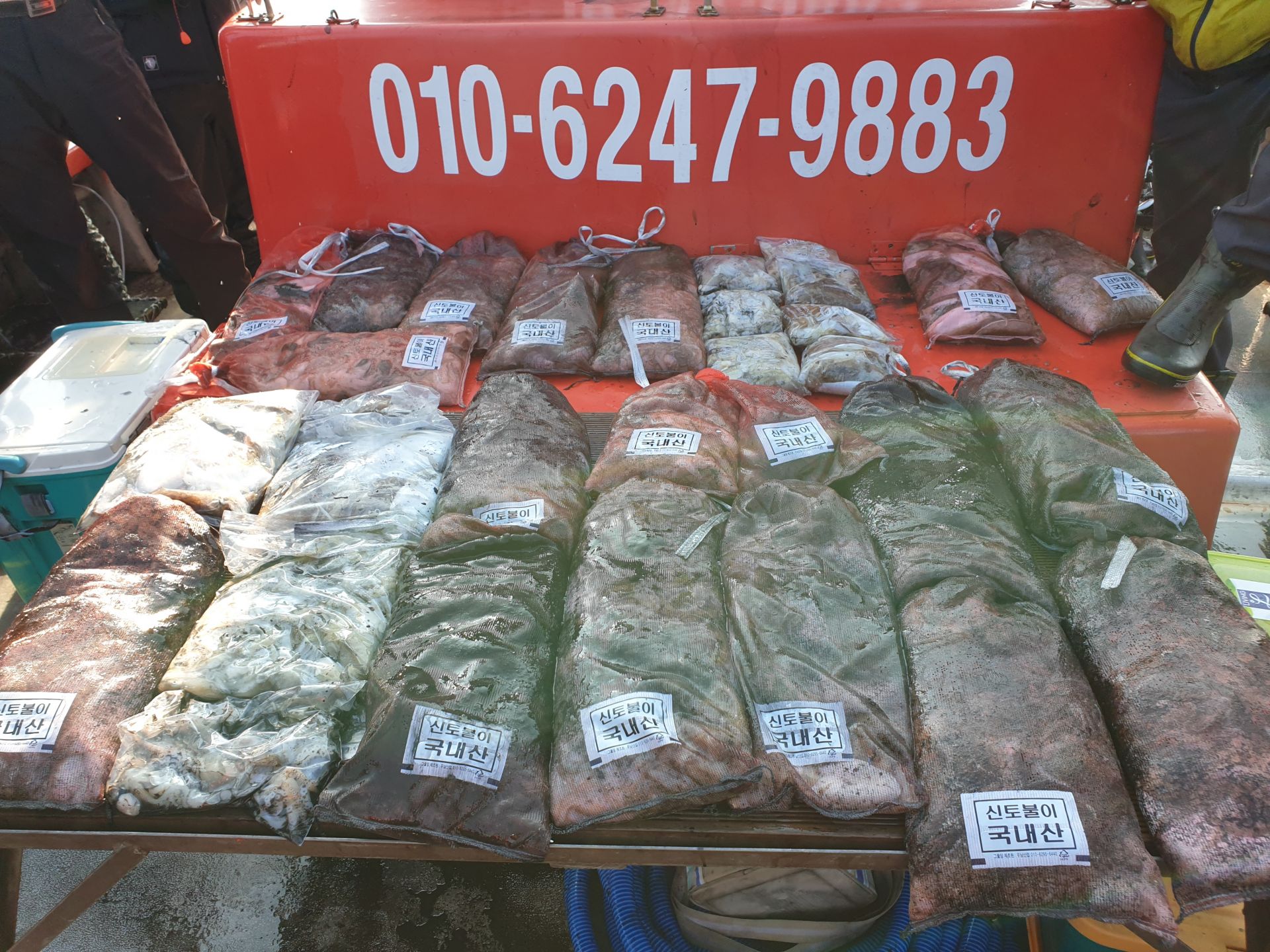 10/20 천북 회변항 쭈꾸미 갑오징어 조황