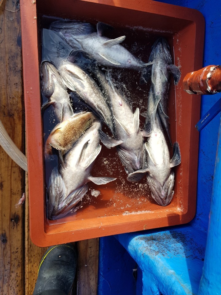 2020년 1월5일 천북 회변항 라이트호 외만권 우럭.롤래미 조황