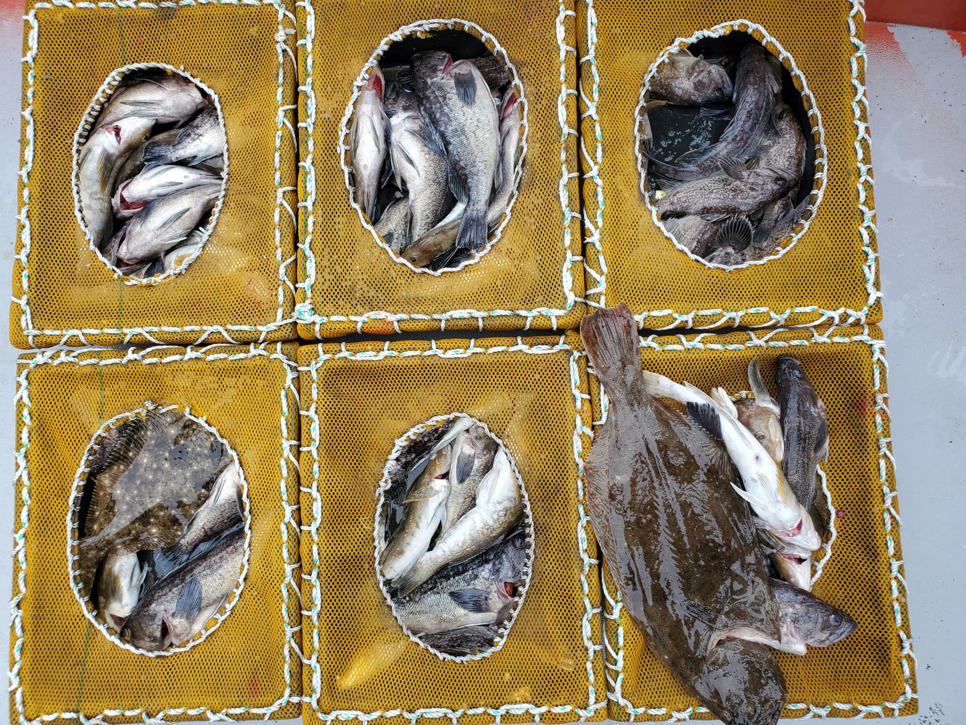 5월16일 천북 회변항 조나단호 중외만권 우럭.광어,롤래미외수질 조황