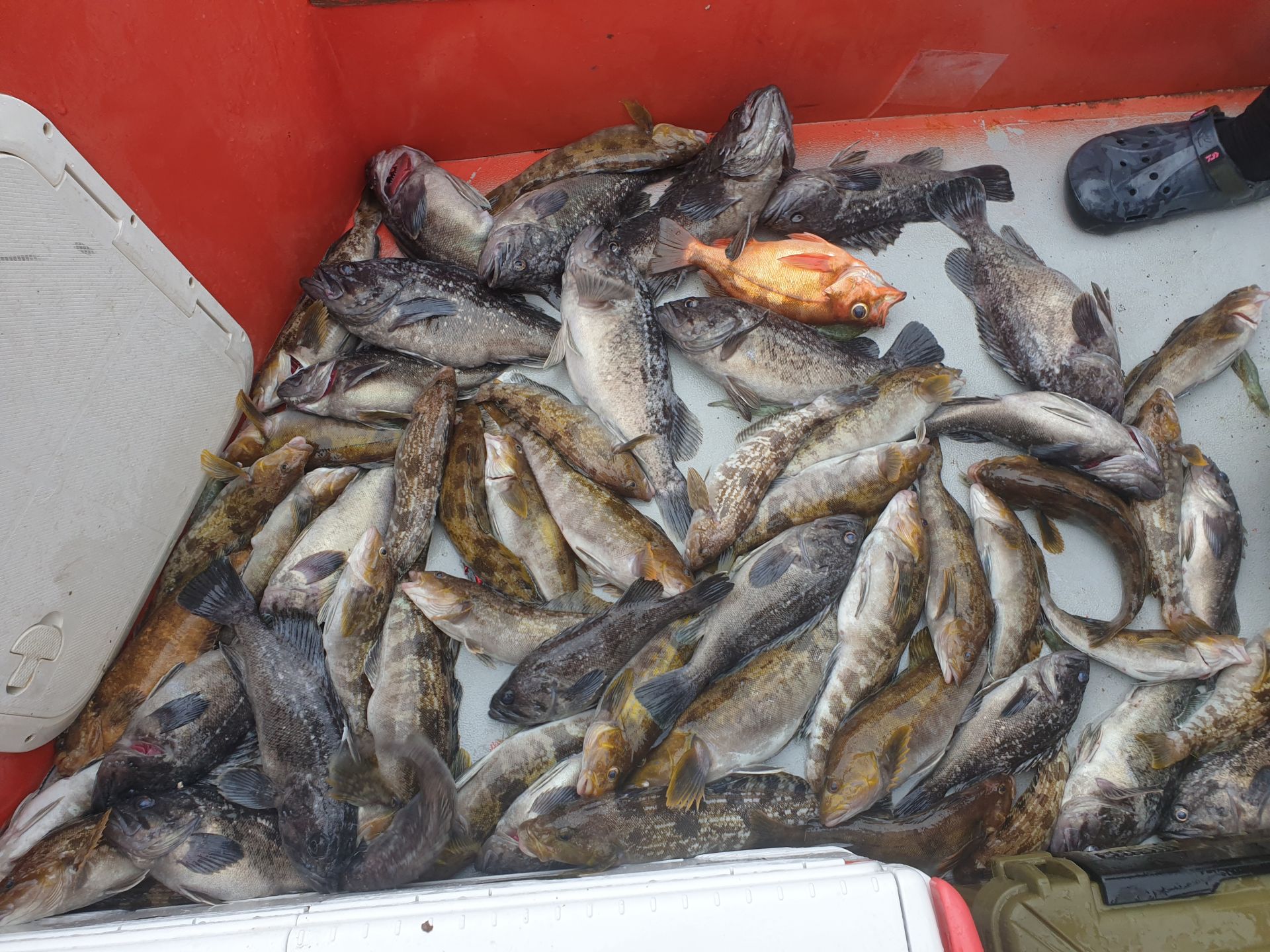 6/12 천북 회변항 조나단호 외만권 우럭 조황