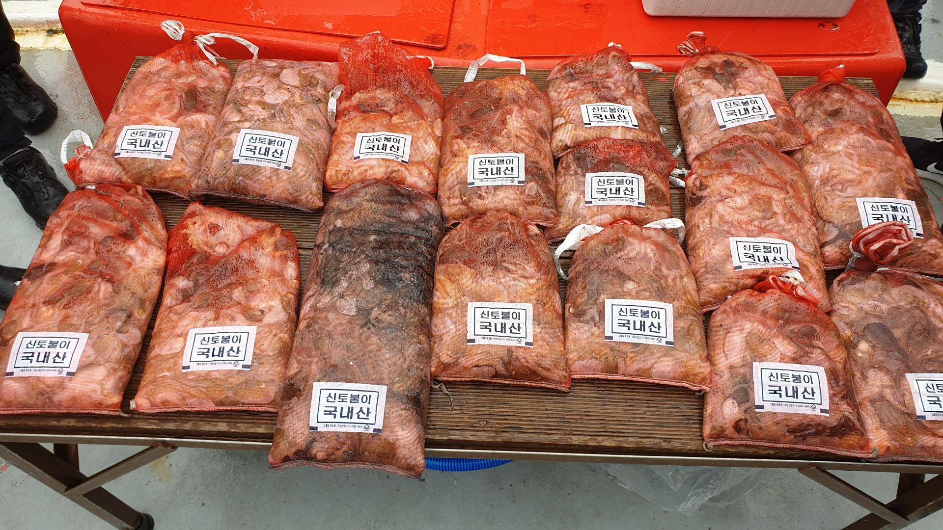 9/11 천북 회변항 조나단호 쭈꾸미 갑오징어 조황