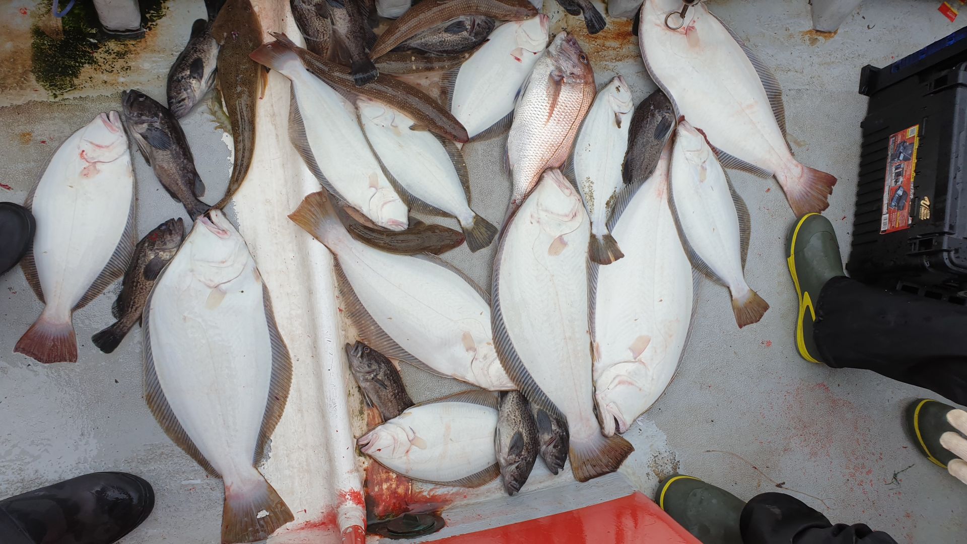 9/17 회변항 조나단호 외수질(다잡아)낚시 조황