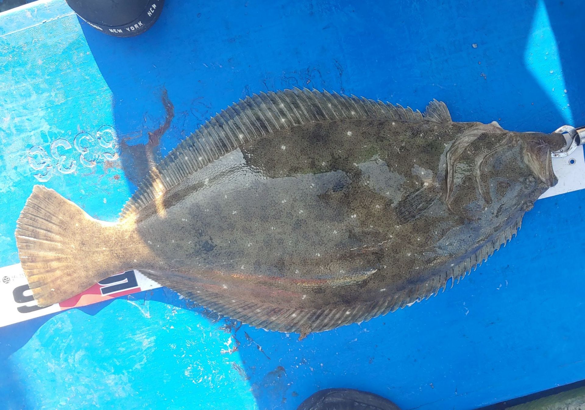 9/20 라이트호  참돔조황