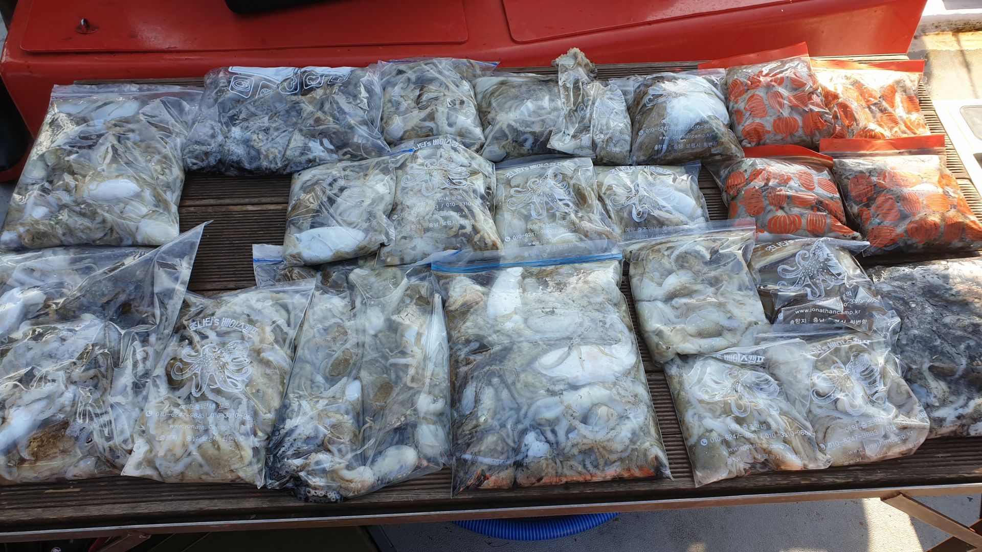 9/19 천북 회변항 조나단호 쭈꾸미 갑오징어 조황