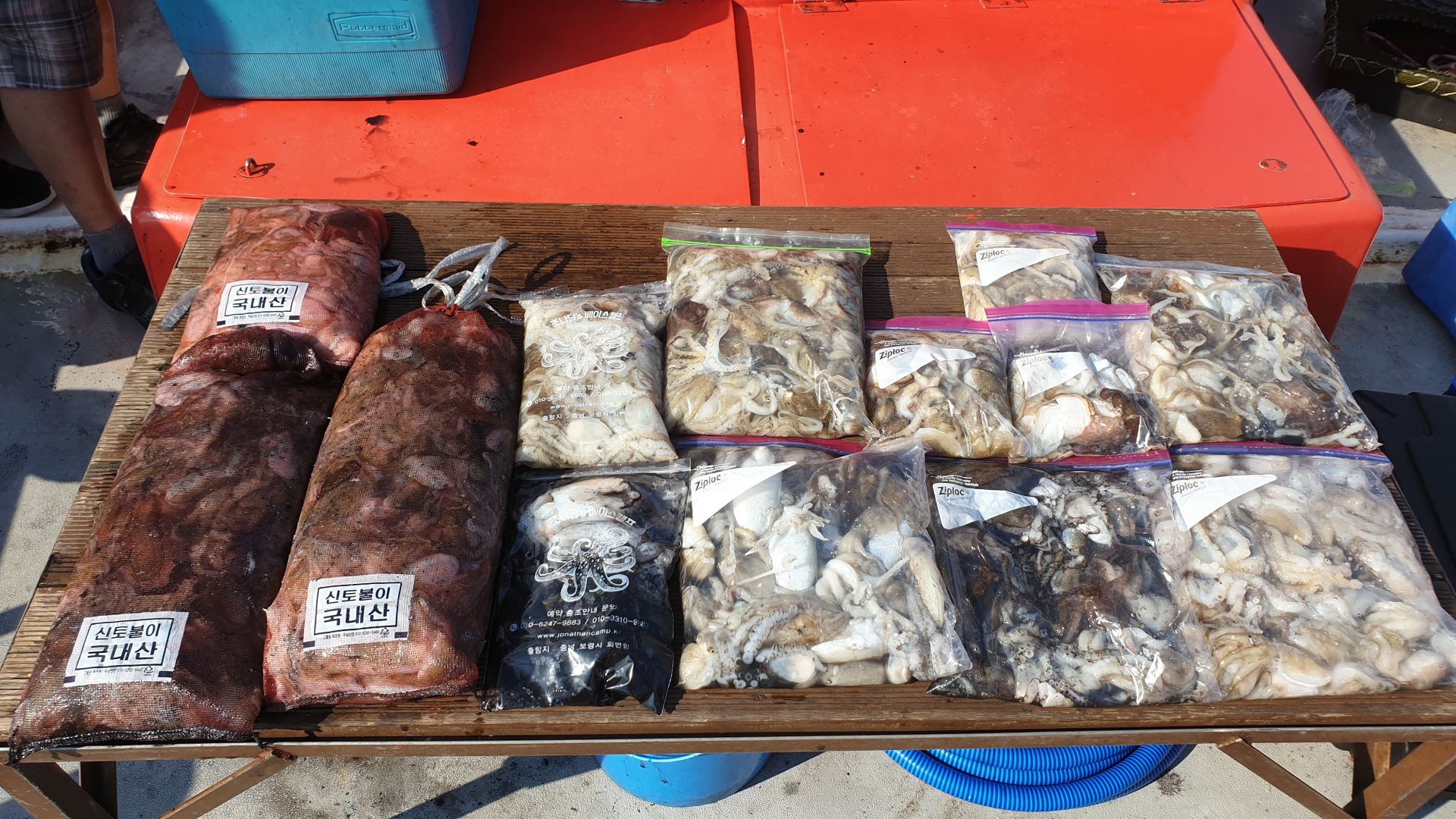 9월 22일 천북 회변항 조나단호 갑오징어,쭈꾸미 조황