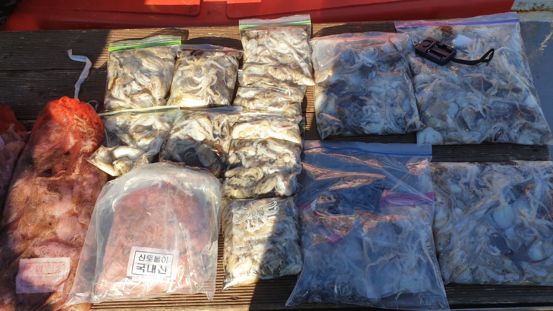 9월 13~14일 천북 회변항 조나단호 쭈꾸미,갑오징어 조황