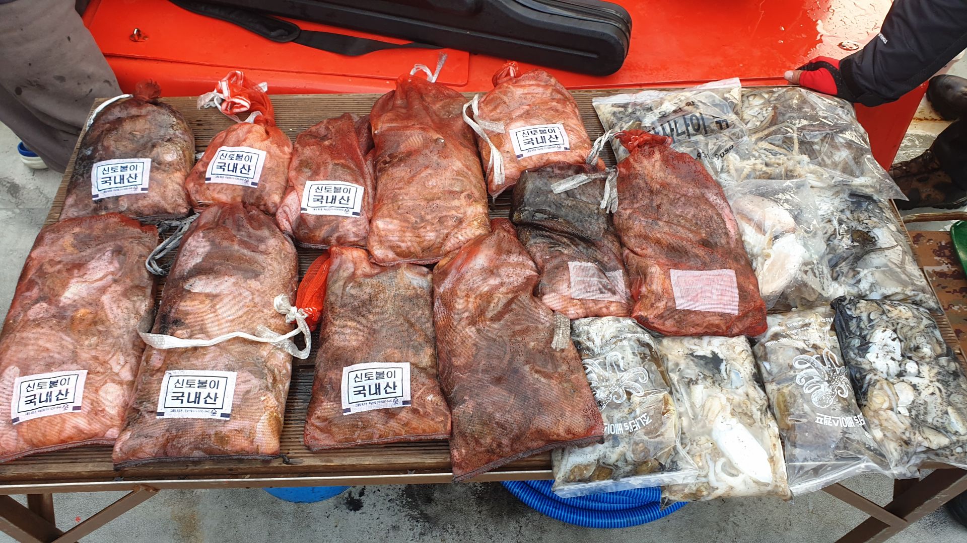 9월 30일 천북 회변항 조나단호,라이트호  쭈꾸미,갑오징어 조황