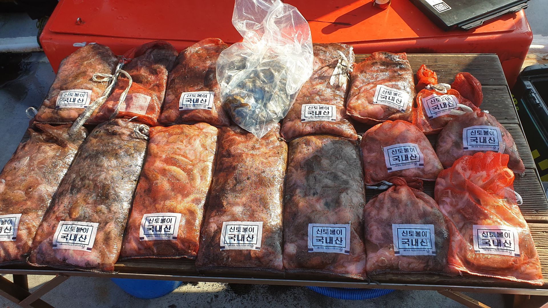 9/28 천북회변항 조나단호 갑오징어,쭈꾸미 출조 조황