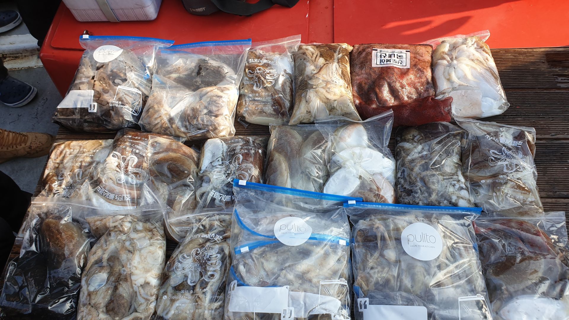 10/27 천북 회변항 조나단호 쭈구미 갑오징어 낚시 조황