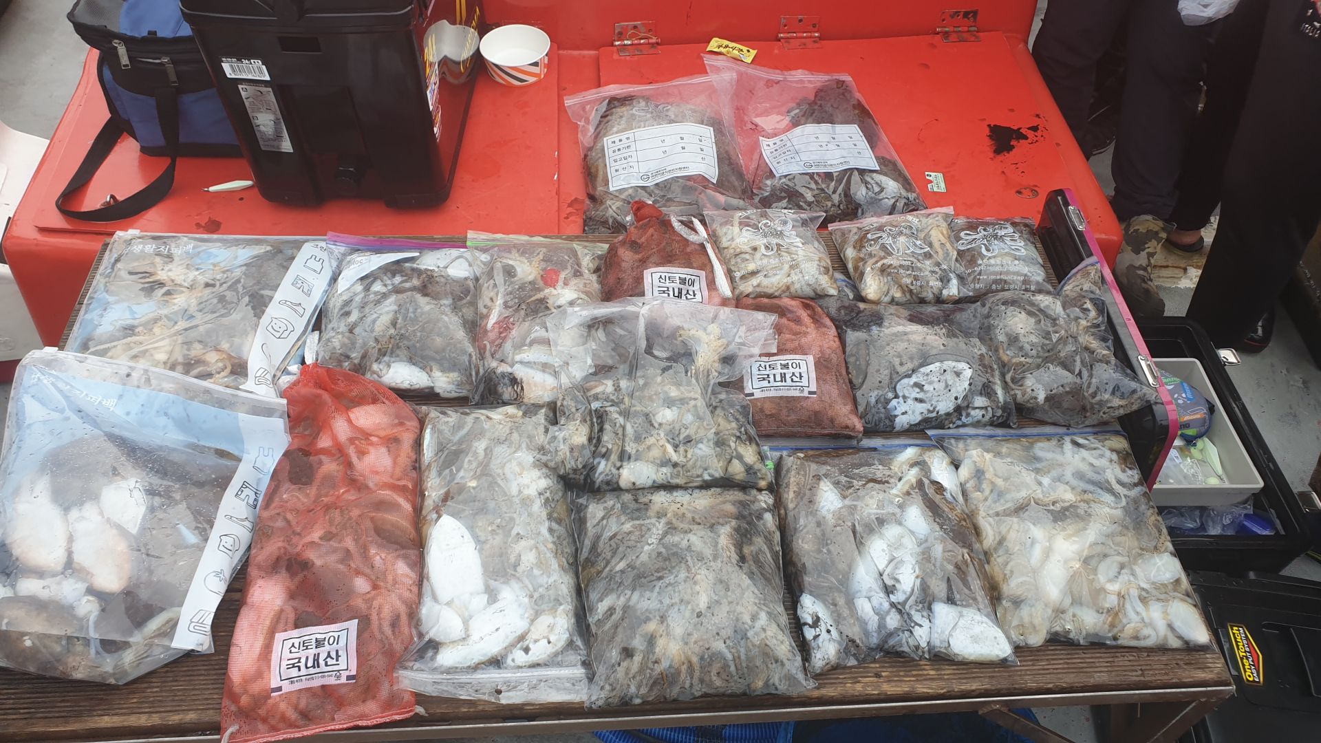 10월 3일 천북 회변항 조나단호 쭈꾸미 조황