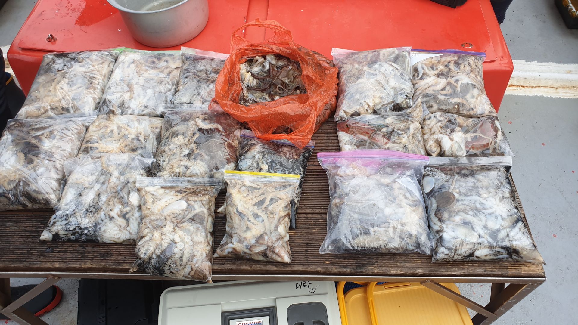 11/21 천북 회변항 조나단호 쭈꾸미 조황