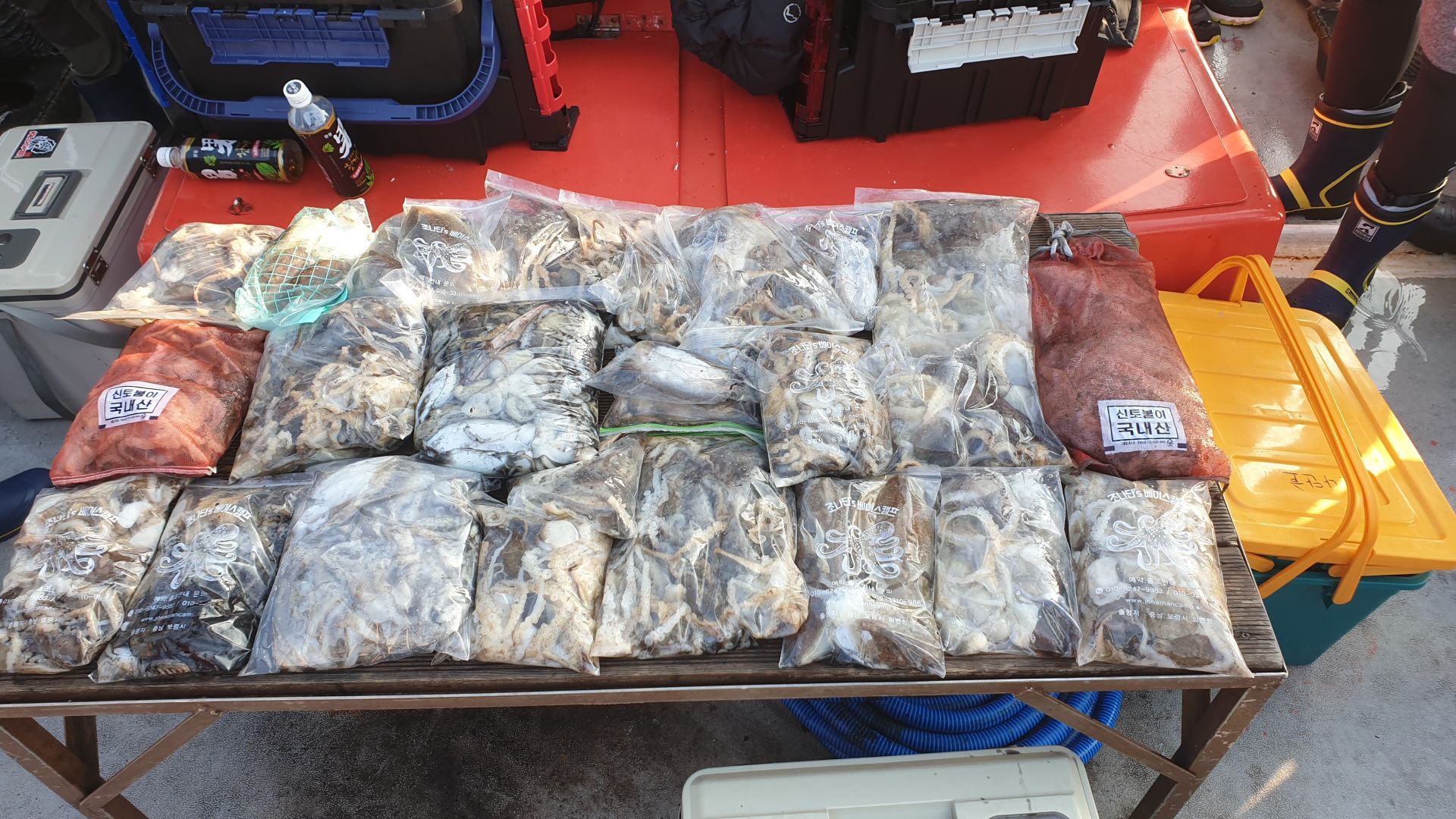 11/7 천북 회변항 조나단호 쭈꾸미,갑오징어 낚시 출조 조황