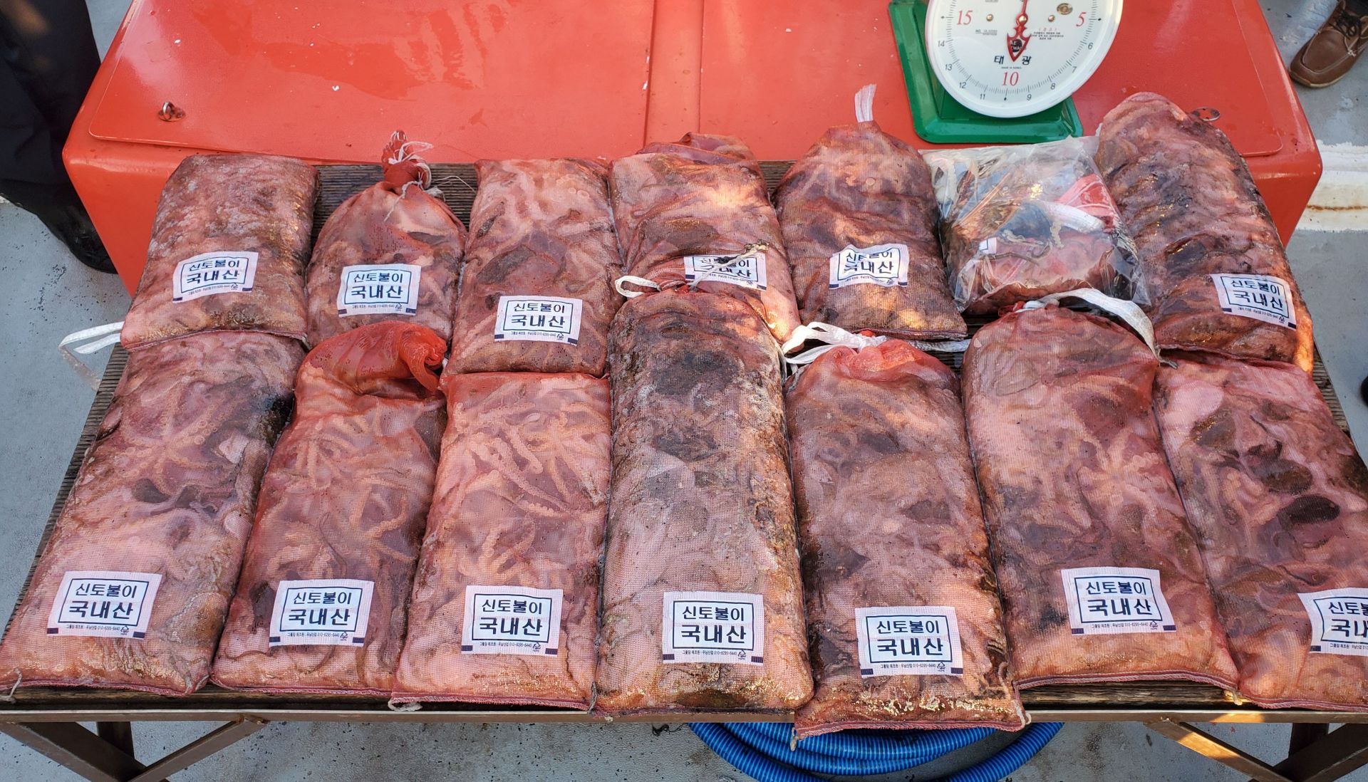 11/25 천북 회변항 조나단호 쭈꾸미 조황...