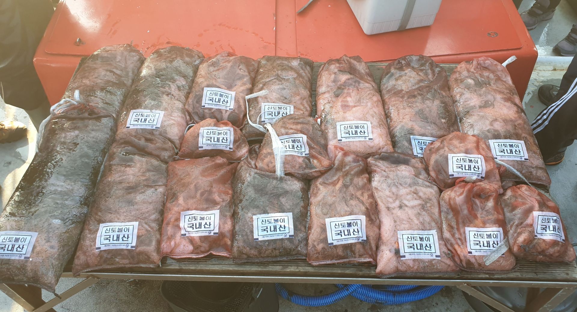 11/12 천북 회변항 조나단호  쭈꾸미, 갑오징어낚시 조황