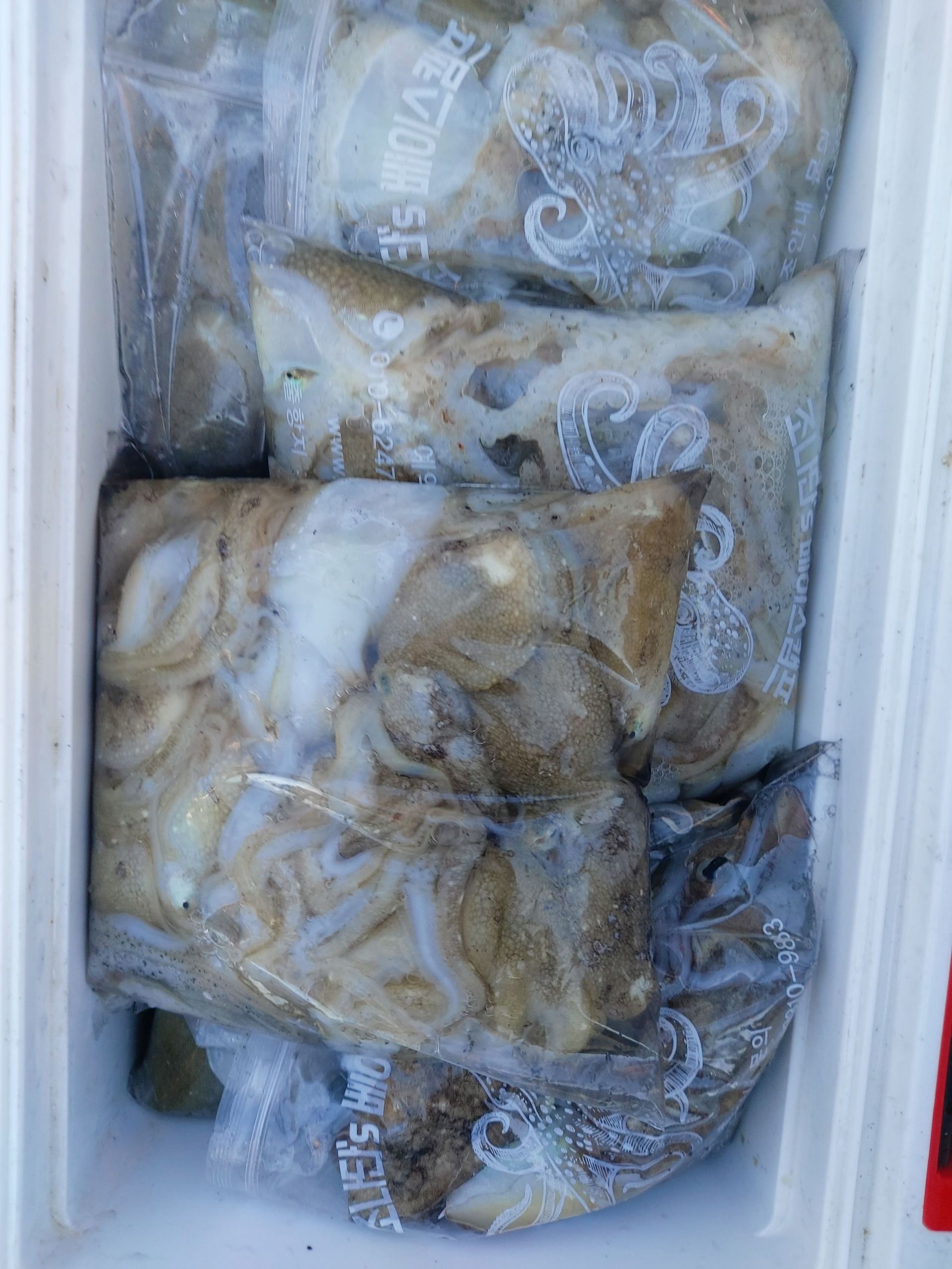 21년 9월30일 주꾸미 갑오징어 조황입니다.