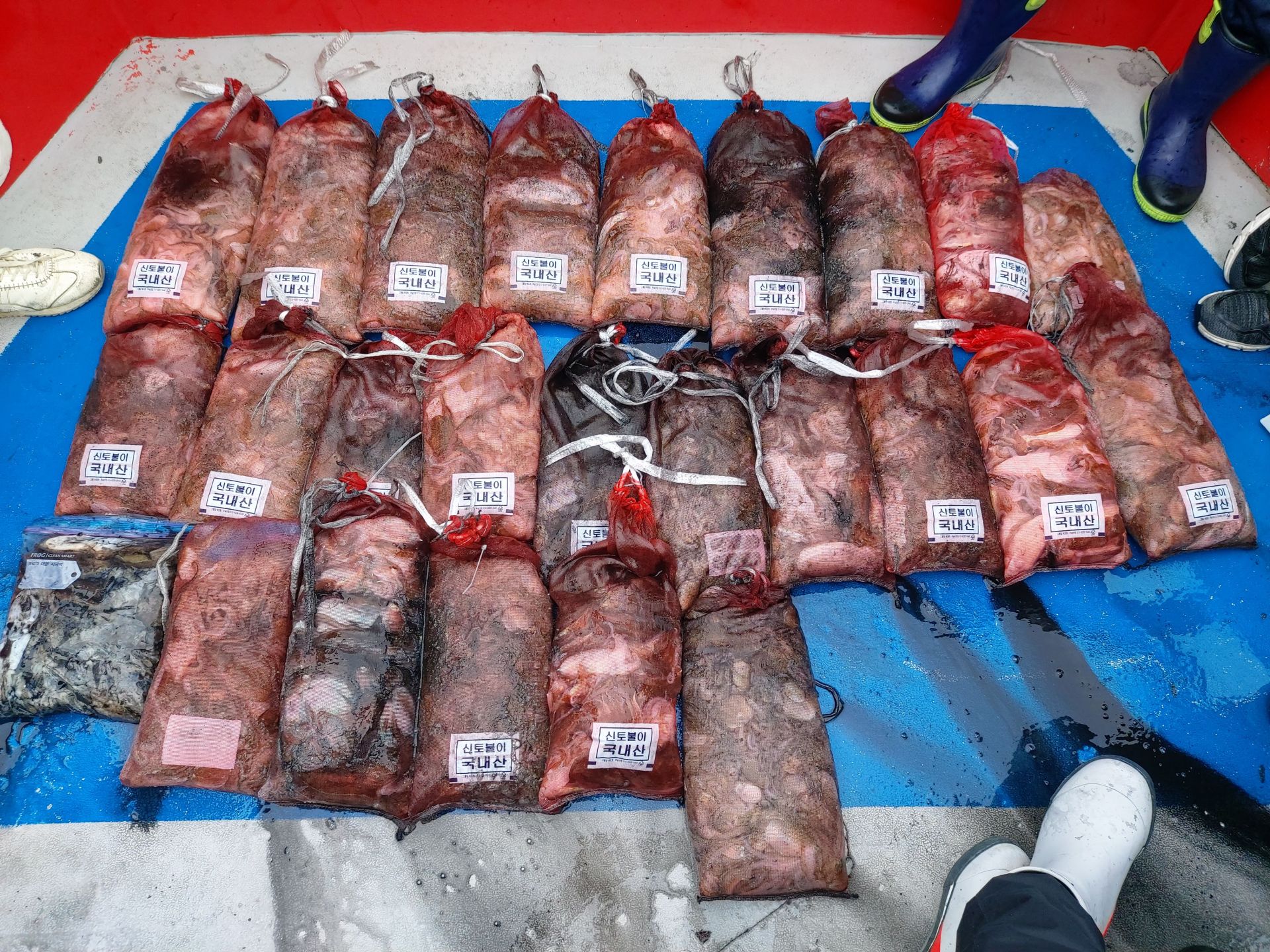 21년9월 26일 주꾸미갑오징어 조황입니다.