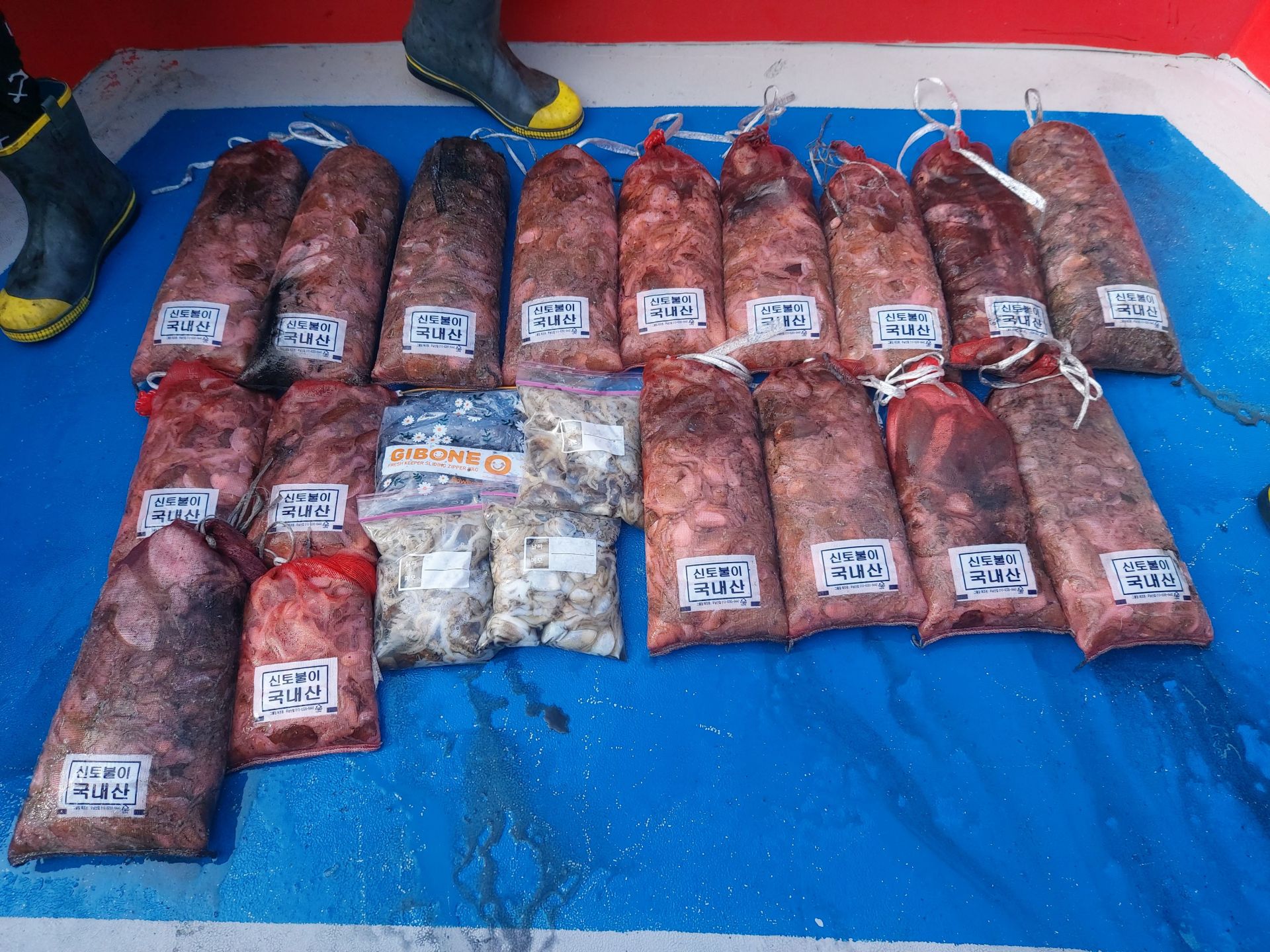 21년9월17일 주꾸미 갑오징어 조황입니다.