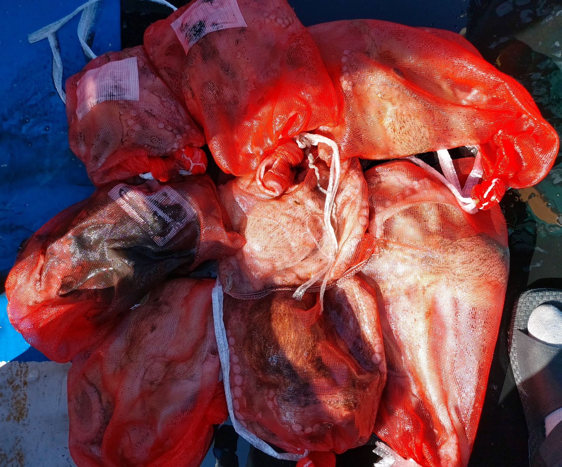 9월24일 문어출조 조황