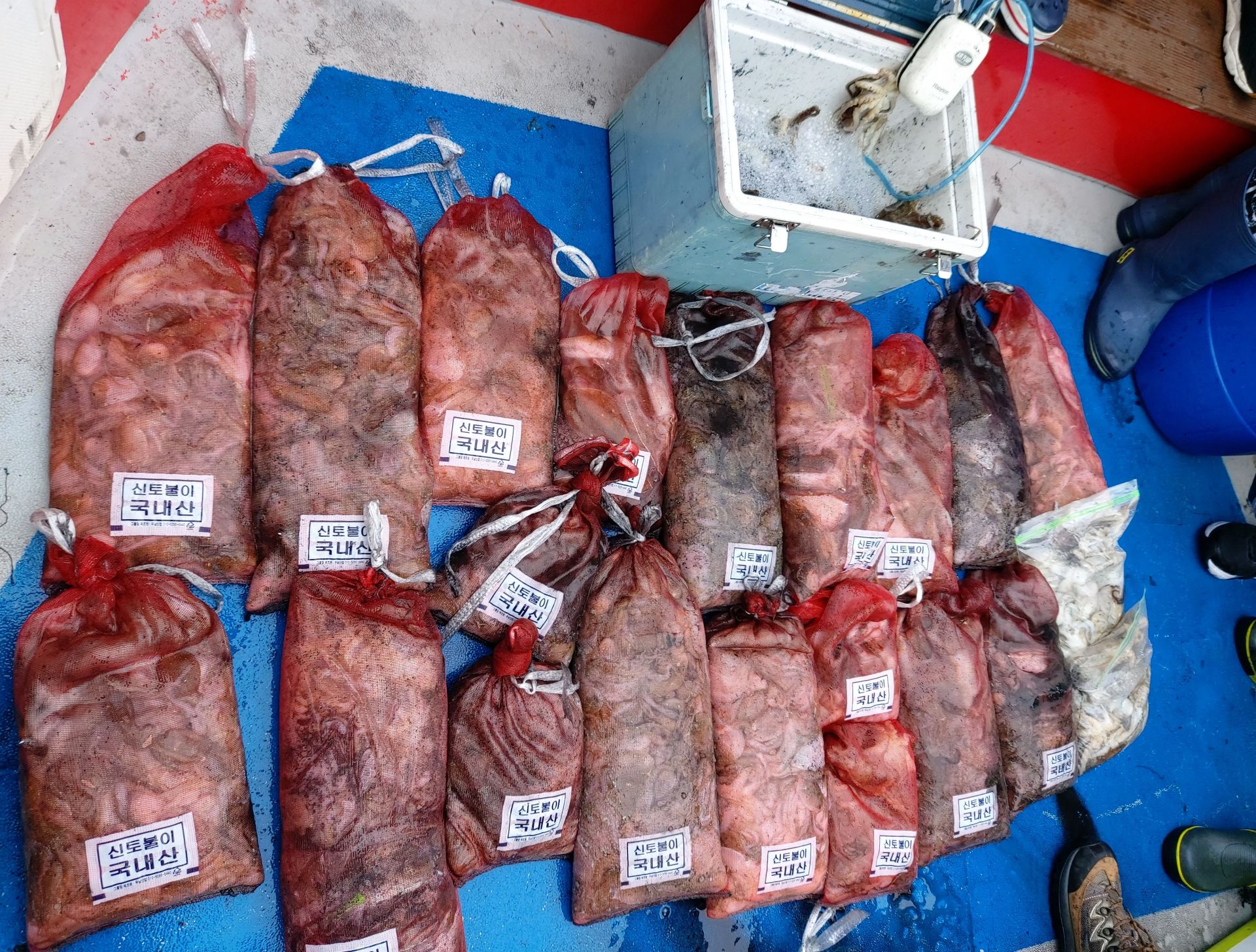 21년 9월 27일 주꾸미 갑오징어 조황입니다