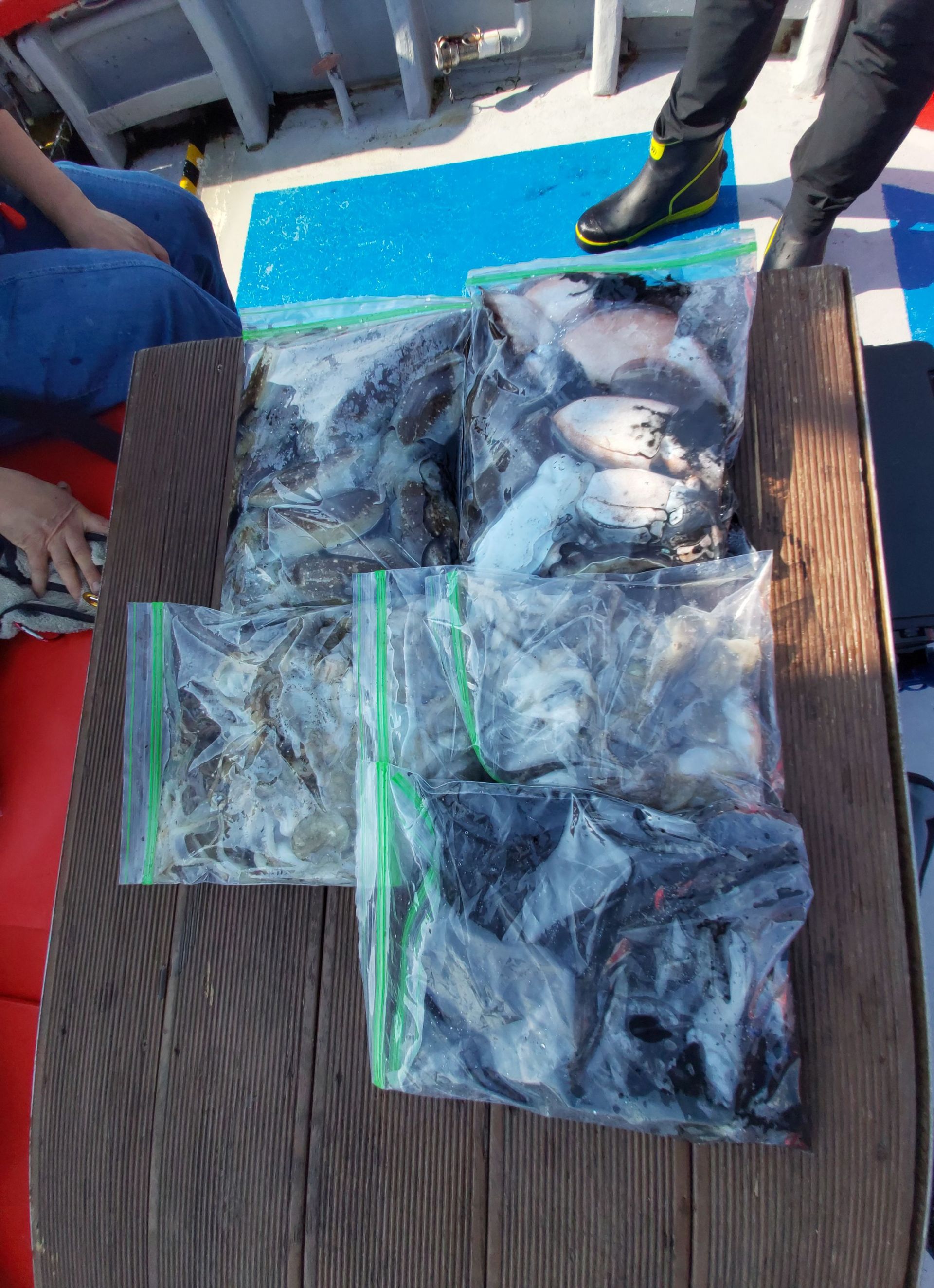 21년 9월 22일 주꾸미 갑오징어 조황입니다.