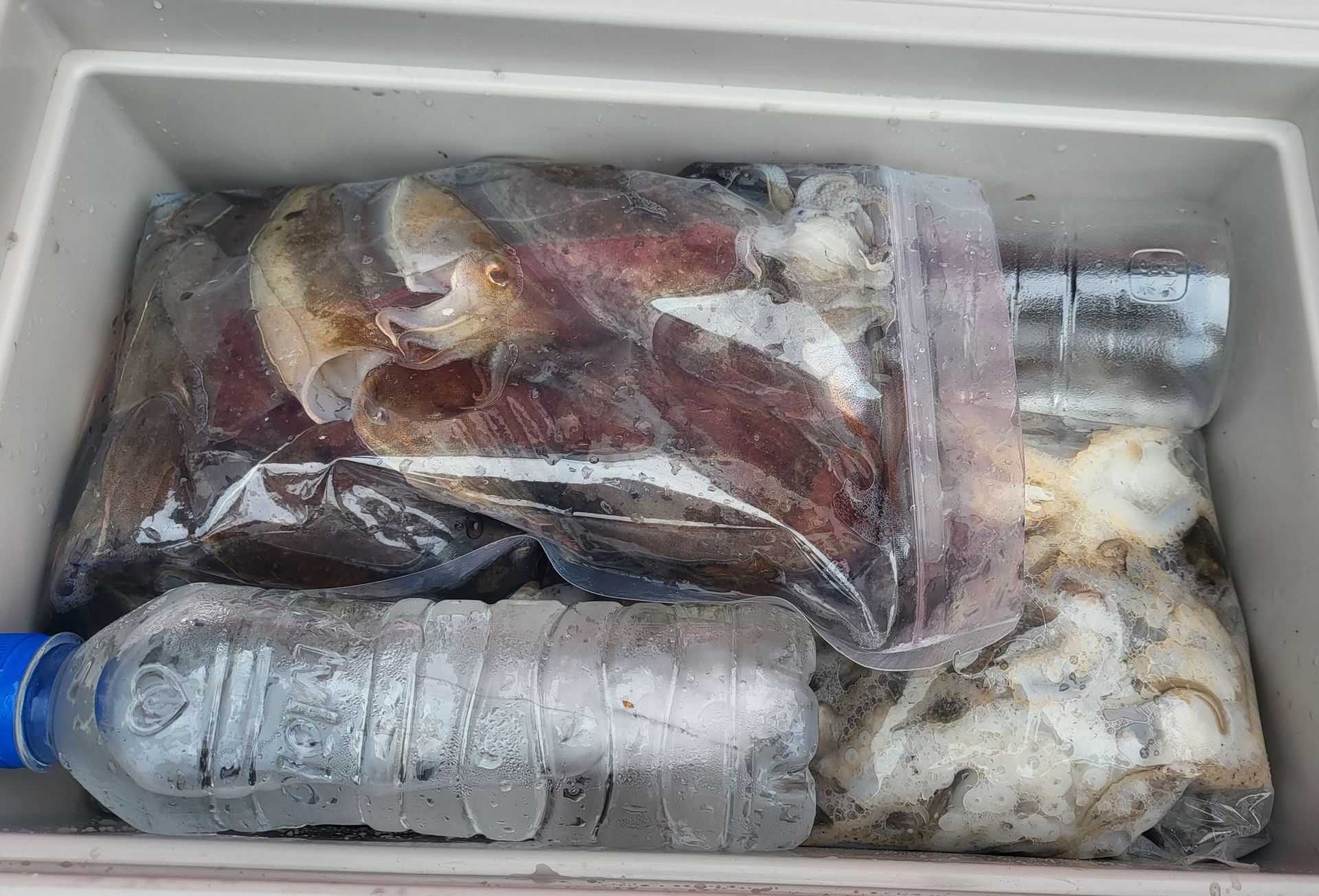 9 월 25일 쭈꾸미. 갑오징어 조황