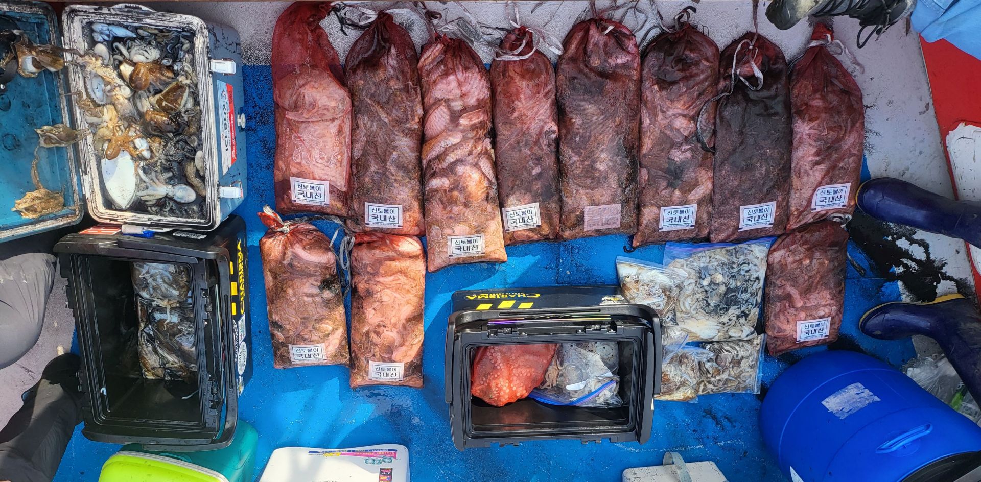 10월3일 쭈꾸미, 갑오징어 출조 조황