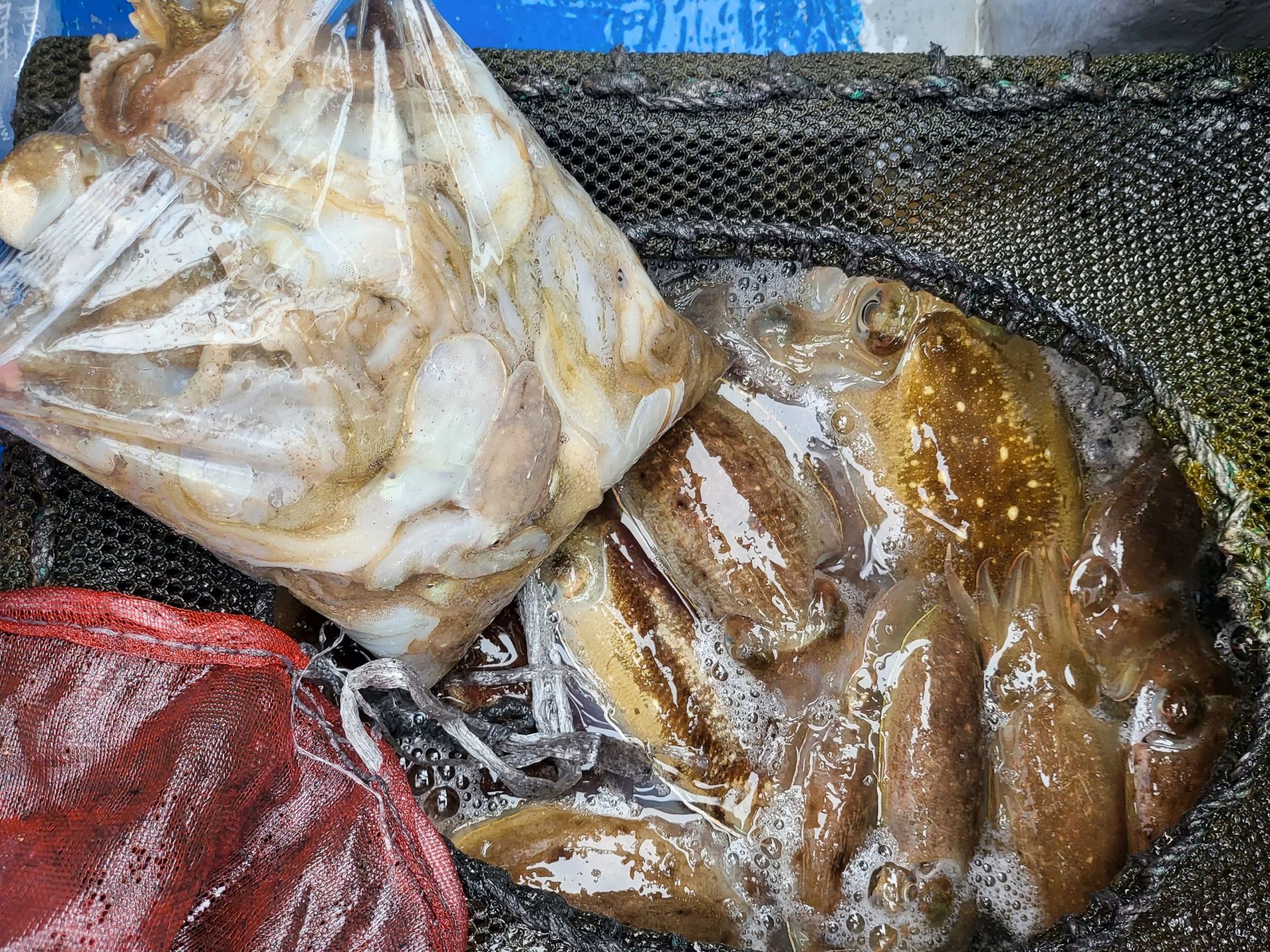 10월12일 쭈꾸미.갑오징어 낚시 출조 조황...