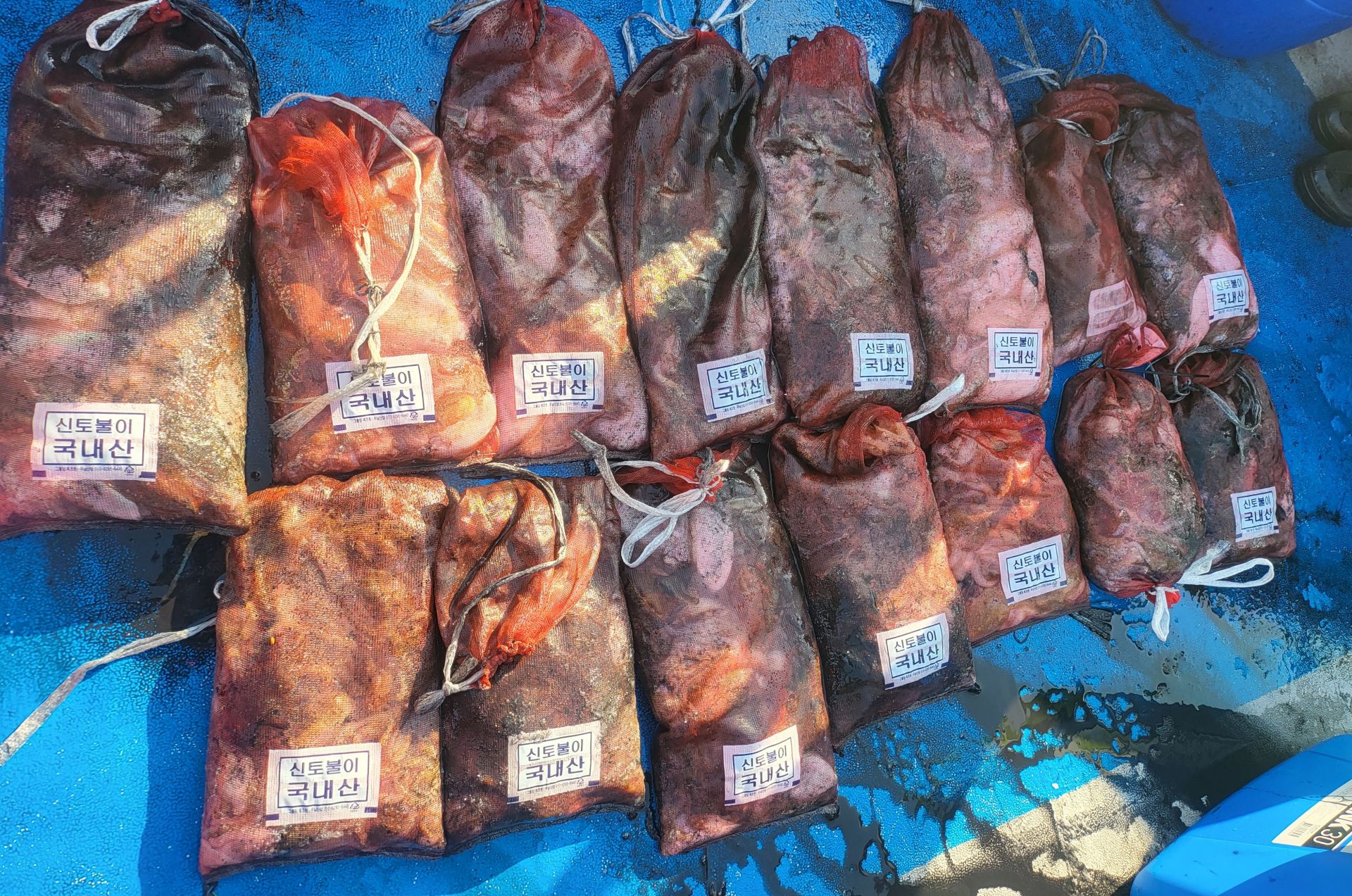 10월5일 쭈꾸미, 갑오징어 출조 조황