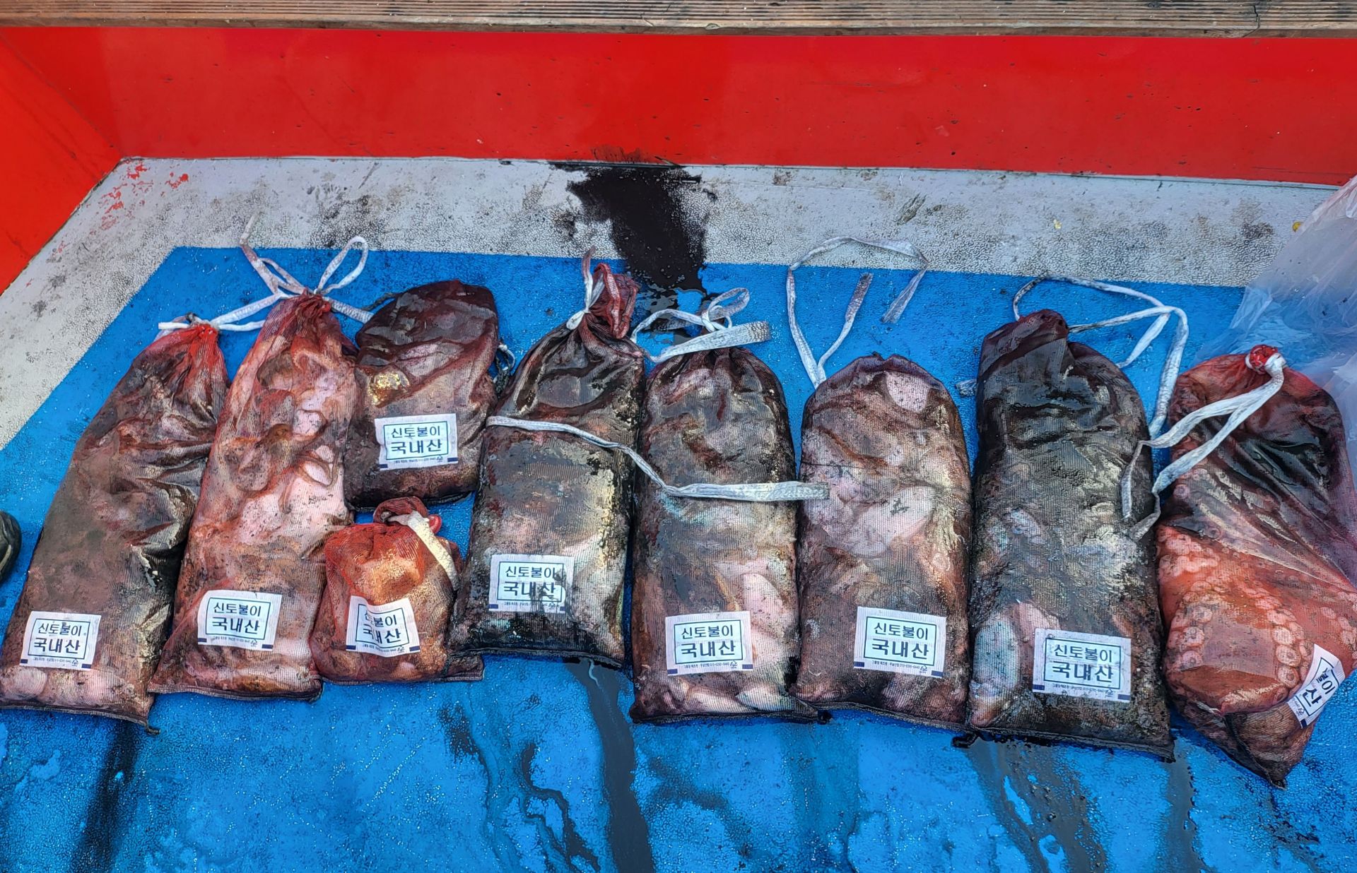 10월26일 쭈꾸미, 갑오징어 출조 조황...