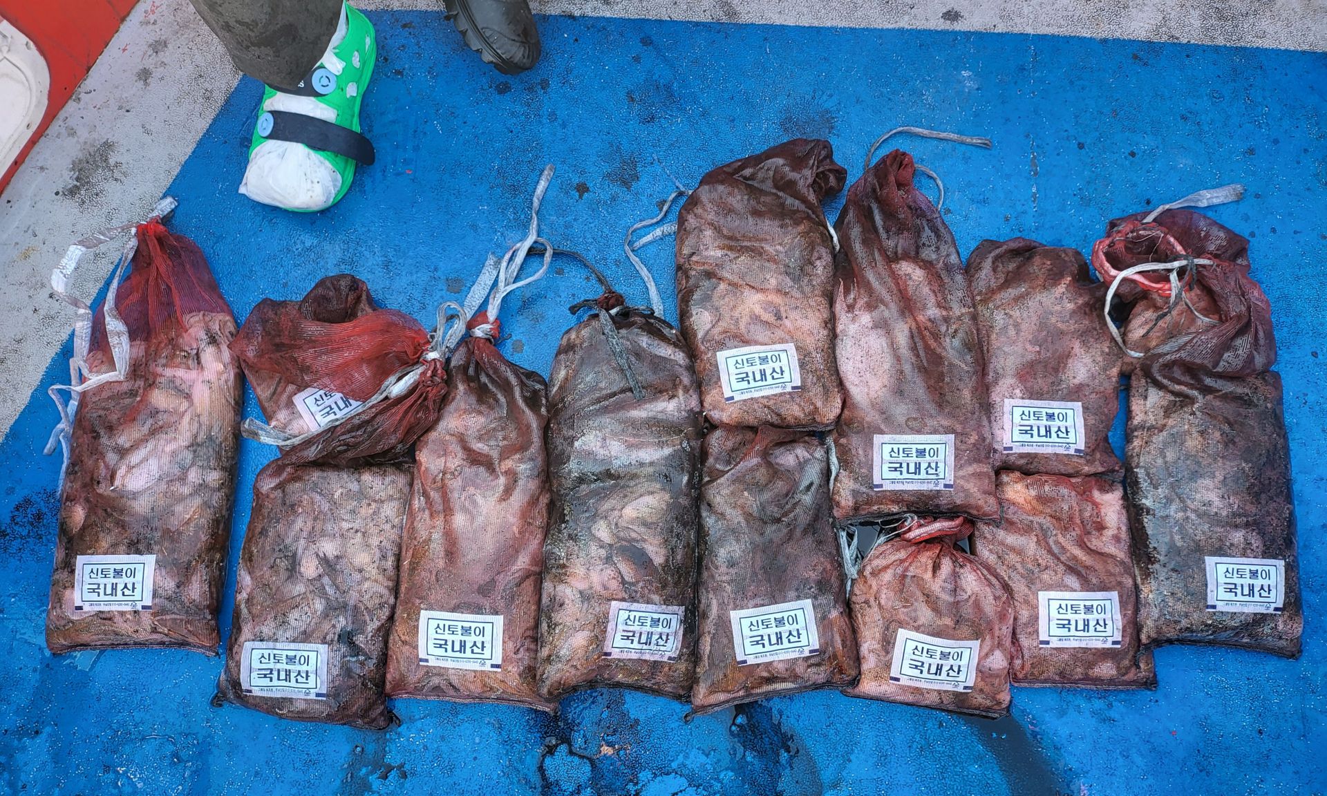 10월27일 쭈꾸미, 갑오징어 출조 조황...