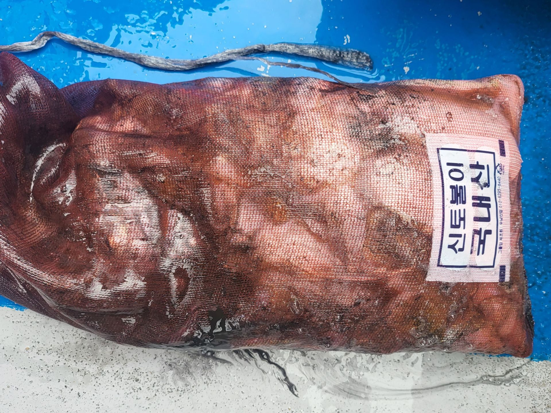 10월3일 쭈꾸미,  갑오징어 출조 조황...