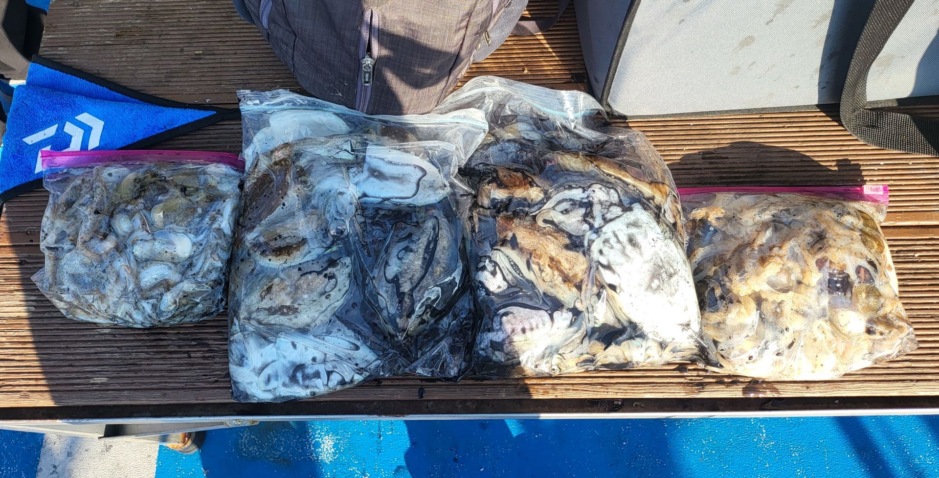 10-9쭈꾸미, 갑오징어 출조 조황...