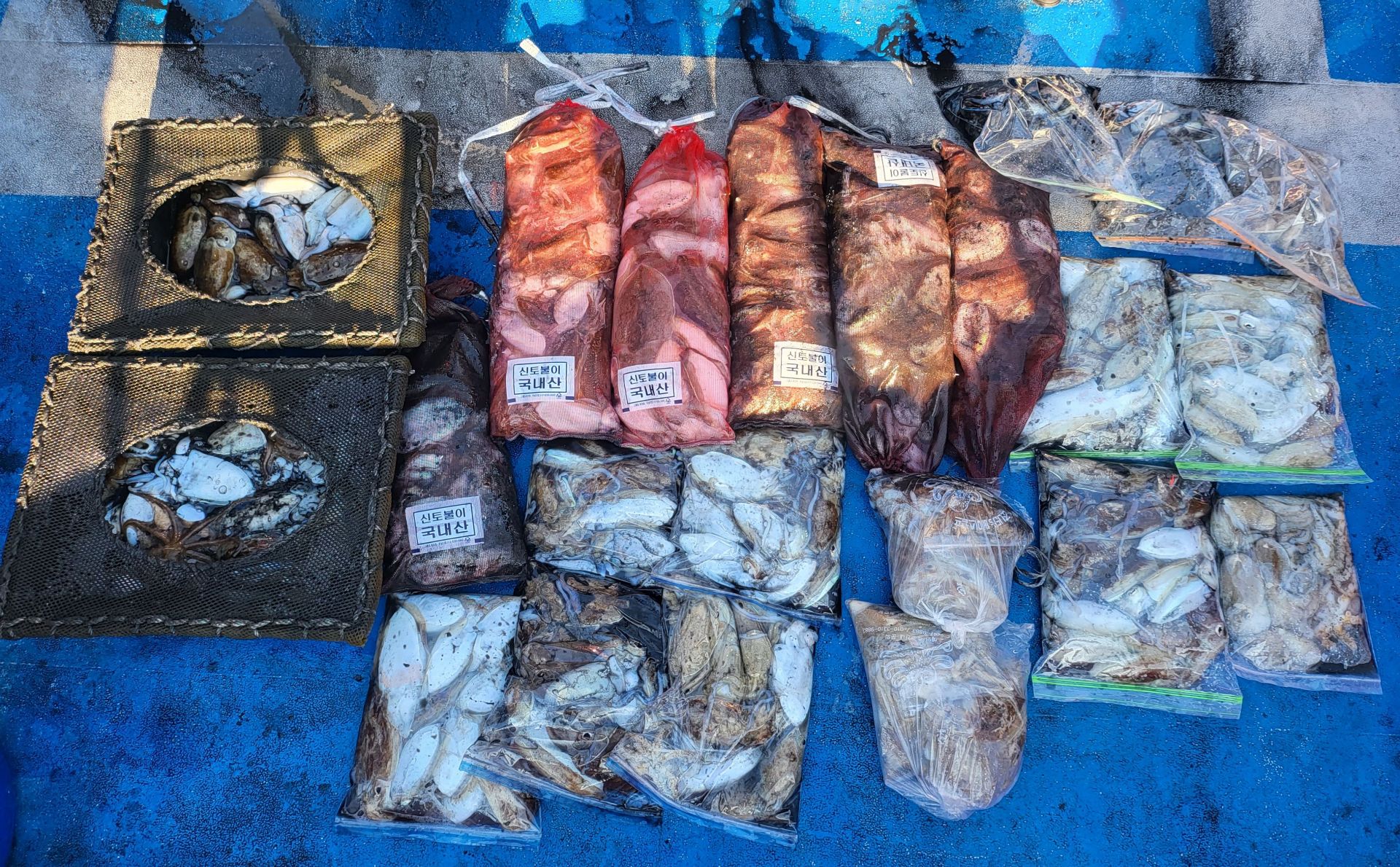 10월24일 쭈꾸미, 갑오징어 출조 조황...