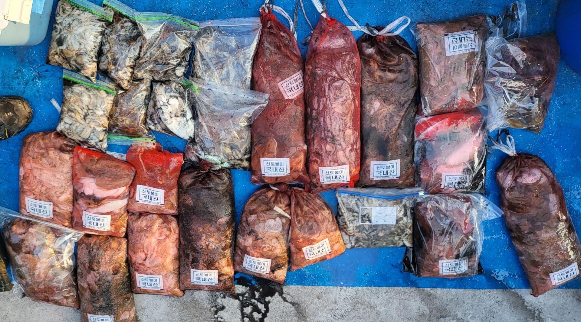 10월31일 쭈꾸미, 갑오징어 출조 조황...